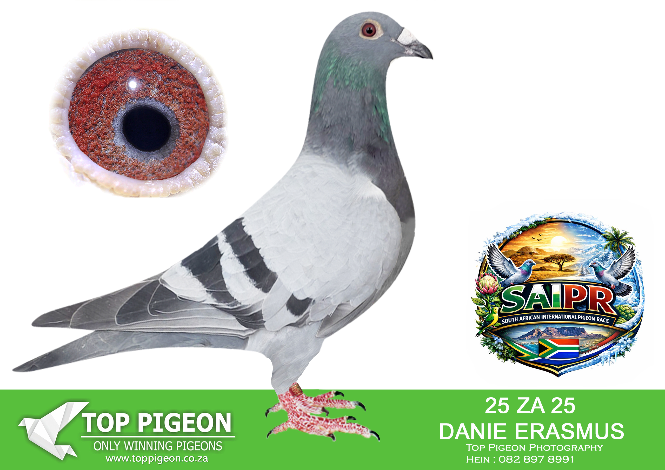 .LOT 7 SAIPR SUMMER AUCTION 1 – Danie Erasmus 2- DANIE 25 2025 -17TH FINAL RACE WINNING R15 000.00———–SIRE:ZA 22 42501. TOM LOCK CROSS. HALF BROTHER TO CARNIVAL WINNER 2021.——-DAM:0726 ZA 24 CARNIVAL LOFTS. STEFFL/MARC DE COCK. 20TH ACE BIRD AND NESTMATE WERE 10TH ACE BIRD SAIPR 2024.SEE PEDIGREE!!!!