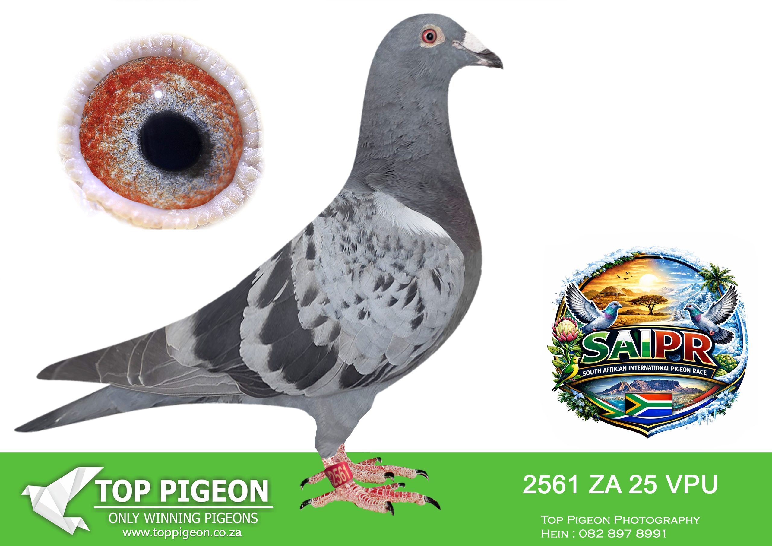 ZZ..LOT 111 SAIPR SUMMER AUCTION 1 –Ninja 3-VPU 2561 2025 -3RD HOTSPOT 4——–SIRE:BE 2023 BE 6062383 M. HOK JOS VERCAMMEN.————DAM:BE 2019 BE 4182341 F. ROLAND JANSEN. SEE PEDIGREE!!!!