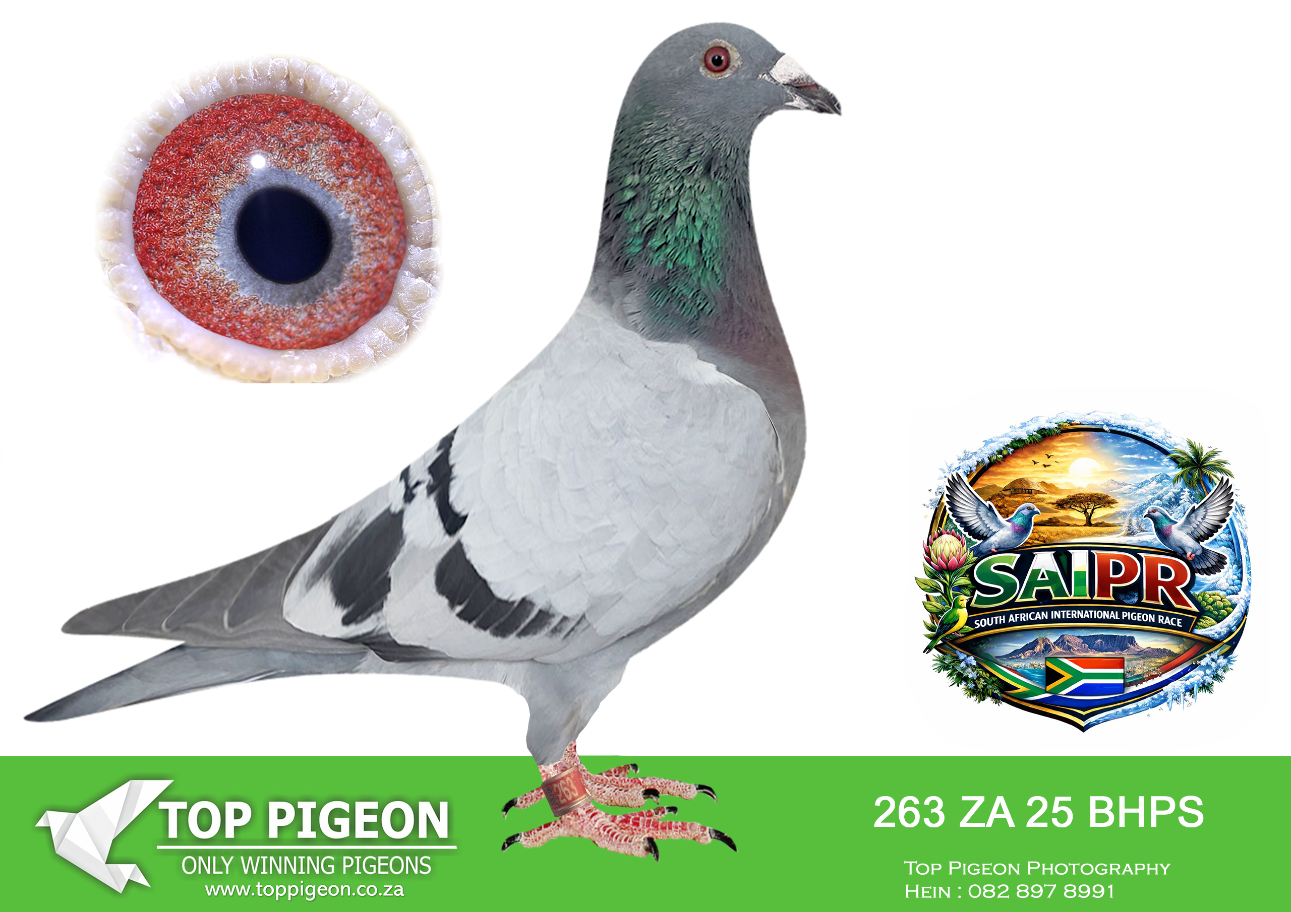 .LOT 4 SAIPR SUMMER AUCTION 1 – Len Knoetze 2- BHPS 263 2025 -2ND HOTSPOT 1 EQAUL WINNER , 7TH HOTSPOT 3 EQUAL WINNER———-SIRE:112 ZA PPL 22 ‘Blue 112’ Colour : BB Kruger Lofts Gold at its Best Best of the Foundation of the Gaby’s Bertus Nel sourced from key birds of Belgium, The Netherlands, the UK & Wales. / Br’s ‘Wittenbuik 790’ & 370’ of ‘Witpen Wittenbuik SA’ & the ‘Gaby Hen are both ‘Wittenbuik’. Gr.Childr / Maternal Starting ‘Marieke’ 1e Prov. Ace Fond was sold for 56000 Euro.————DAM:7316 ZA 15 ‘Ella’ BB Index 2x 1e & 4x 2e Samdpr Fred Coetzer Lofts Top Racer / Gaby Rik Cools / F Norman / H Schroyens 1e R5,000 ring race Won R70,000-00 Her Sire 1e 770Km as a YL Her Dam won 1e Union 780Km @ 5Min. Lead. Her Sire’s Parental Gr.Dam ‘Sweety’ is ½ Sist to ‘James’ Maternal Gr.Sire. Both of ‘Tina’ Dght ‘Neptunus’ Sire of ‘Spy’ 2e Samdpr G Vandenabeele / Dam of ‘Ella’s’ Sire is of ‘Abby’ Sist of ‘Sammy’ the Sire of ‘Ella’s Mother Both of ‘Dusty’ & ‘Lovey’ /’Dusty is of Nepke’ Sist ‘Spy’2e Samdpr / ‘Lovey’ Is Bred by N & F Norman related to ‘Abraham’ 1e Samdpr 2008.SEE PEDIGREE!!!