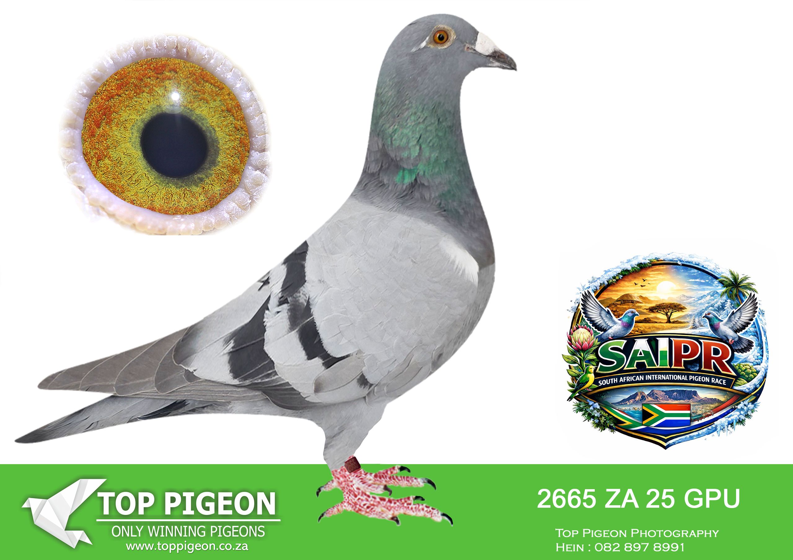 ZZ..LOT 112 SAIPR SUMMER AUCTION 1 –TNT Elite Centre 2- GPU 2665 2025 -HALF SIBLING TO 3RD AFRIKAPRO FINAL———SIRE:ZA 21 GPU 7438.Full Brother to GenLee 3rd Ace Dinokeng. Full Brother to 9799 GPU Ace YB. Full Brother to 13500 GPU Silver Medal .Half Brother to Bounty Hunter 2nd RSA Pigeon SAMDPR Final.————DAM:BE 24 4184573 Strain. Blizzard King Kittel Color: Grizzle.An incredibly well bred Gchild of Blizzard King Kittel purchased directly from Yannick De Ridder of Flanders Collection.SEE PEDIGREE!!!