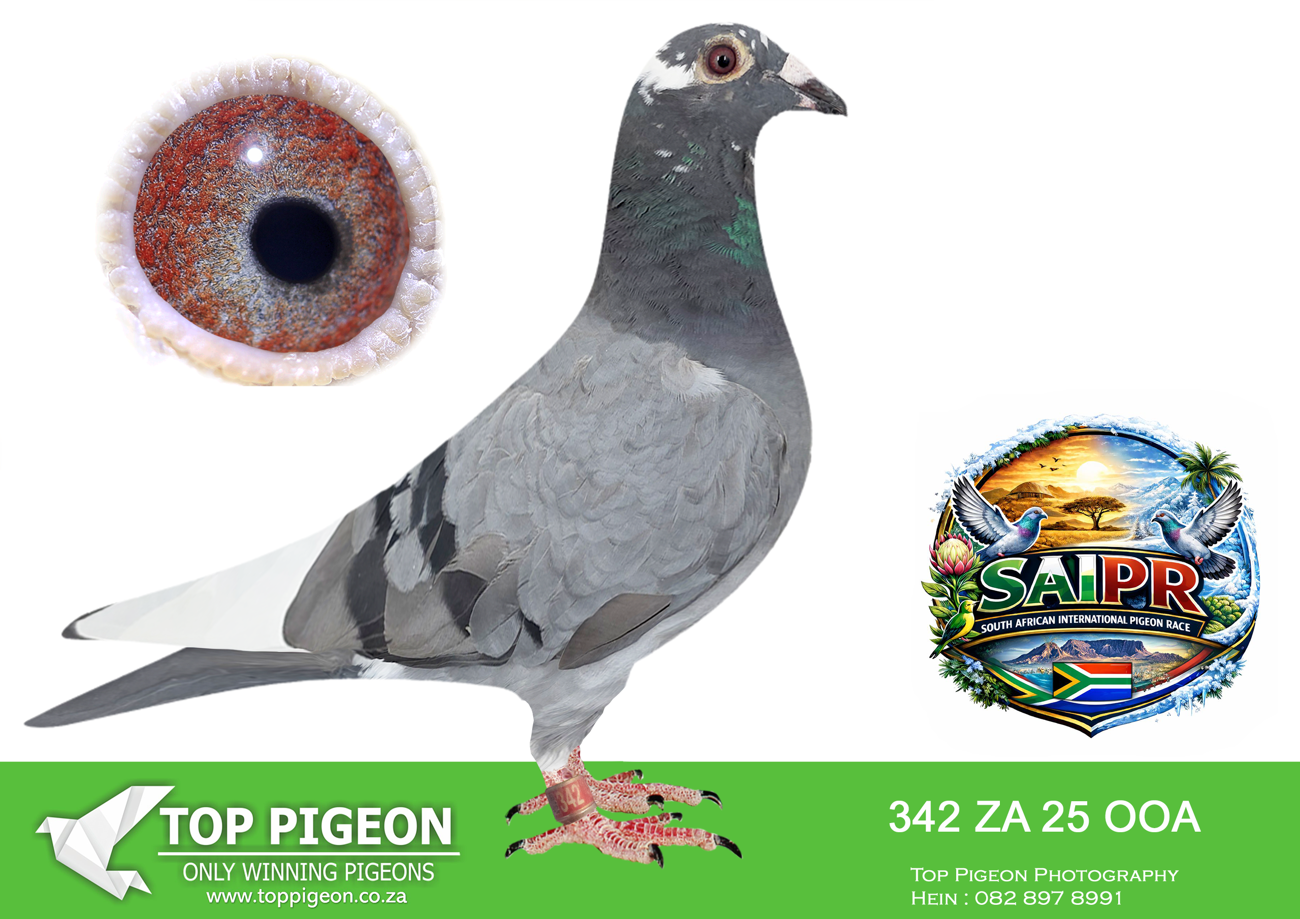 ZZ..LOT 105 SAIPR SUMMER AUCTION 1 –ES/ZE/Chane- OOA 342 2025 -SIRE: ZA 18 GPU 13522 “BRO 1ST ACE YB 2018” . GOLDEN CARELLY ACE LINE. THIS IS A GRANDCHILD TO “THE R80 000.———–DAM:22 NL 8552971 Alvas “GOLDEN BOLT Strain Dirk Van Den Bukk Color BBPIED NI, 8552971/22- Top breeding throat. 8/10 and 10/10 SUPER HANLDER! Already proven breeder. Bred from super genetics Linebred to the THREE LEGEND BROTHERS “KITTEL”, “GREIPEL” and “NEW KITTEL”.SEE PEDIGREE!!!!