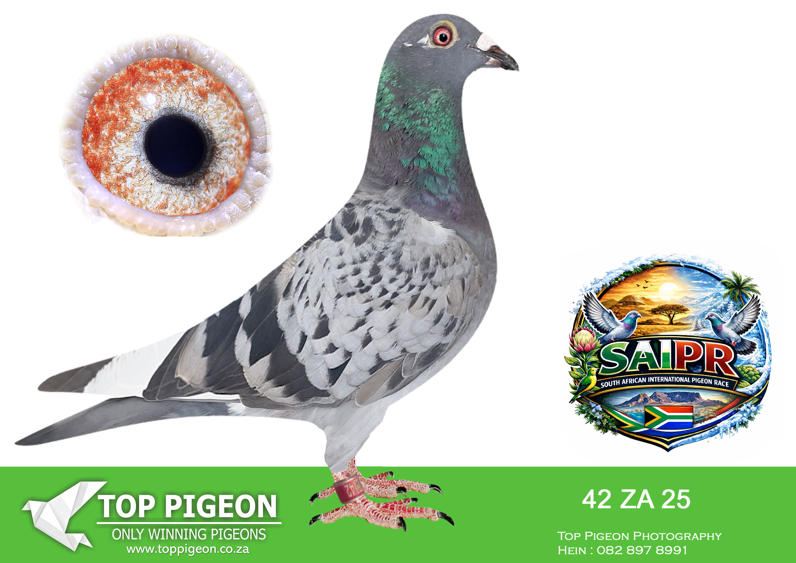 ZZ..LOT 148 SAIPR SUMMER AUCTION 1 –Willie Munnik 3- ZA 42 2025 -SIRE:1024 24 ZA.Strain: HARDY KRUGER/SAMDPR Color: CHECK.————–DAM:1040 24 ZA.Strain: HARDY KRUGER/SAMDPR Color: BLUEBAR.SEE PEDIGREE!!!