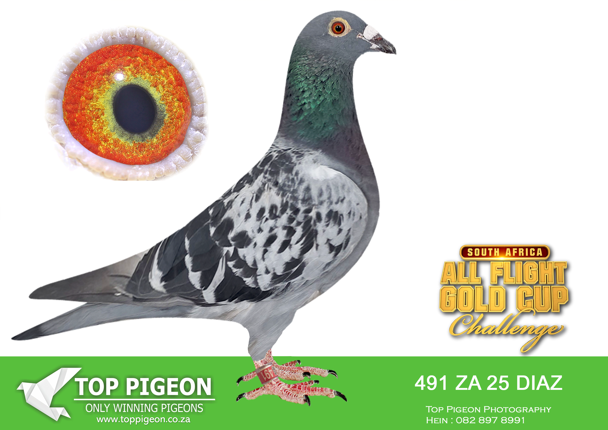 LOT 43 CARNIVAL ALL FLIGHT GOLD CUP -Team C & H-DIAZ 25 491 –