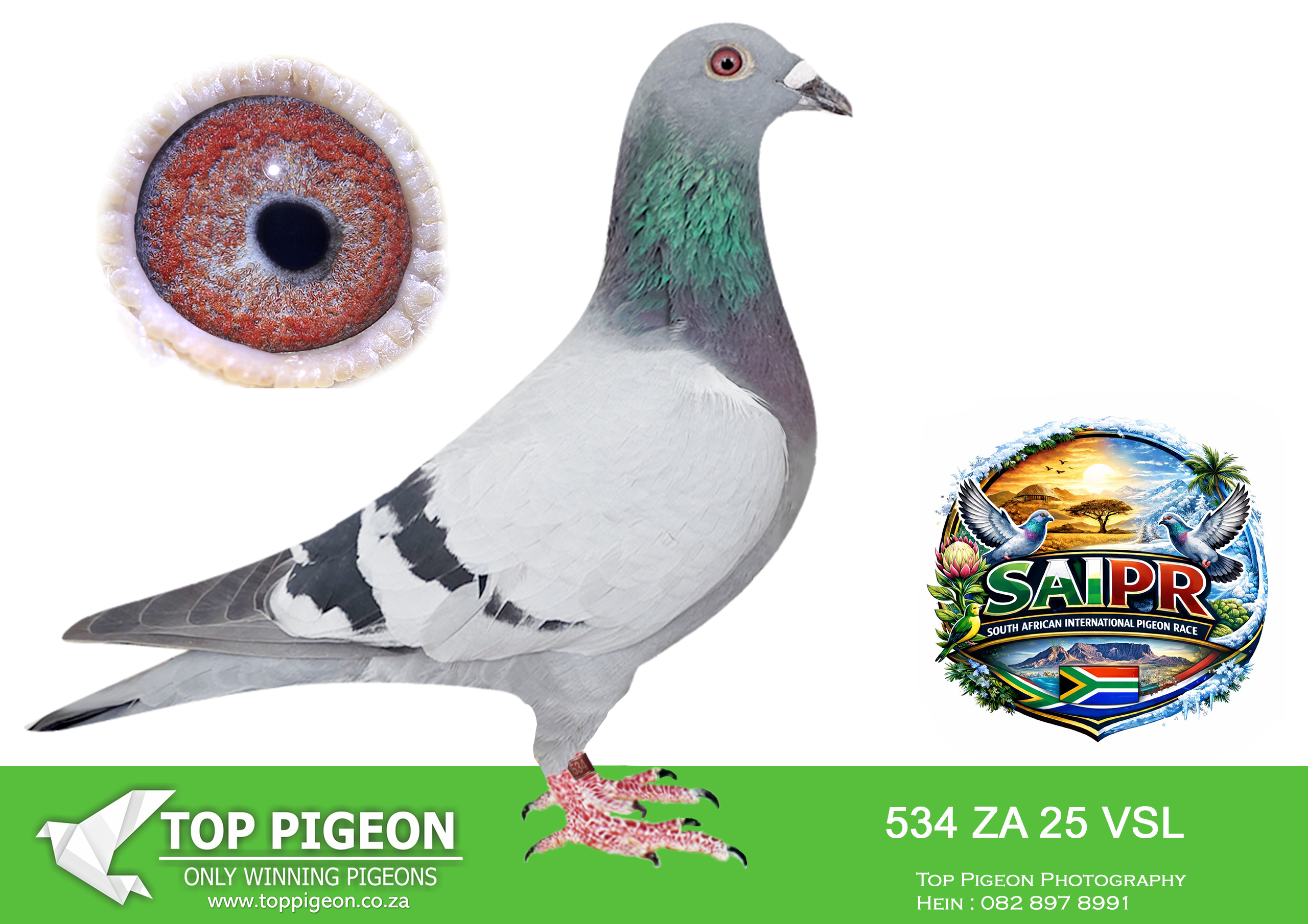 LOT 31 SAIPR SUMMER AUCTION 1 – VSL & Ignis 1- VSL 534 2025*** -SIRE:138 ZA RADR 24 DOUBLE MAX/PURDEY Colou BB PURDEY ALFONS KLAAS BRED OUT OF FULL BROTHER TO FULL SISTER ,TWO DIRECT CHILDREN OF PURDEY AND MAIMILIAN.———-DAM:361 NOVP 20 BLACK QUEEN Colou BB SPARTAN FULL SISTER TO BLACK RUNNER SIRE OF EQUAL WINNER OF SAPIR WINTER CHALLANGE RACE WINNING R30 000.00 BRED HOTSPOT 3 WINNER AT SAPIR WITH 22680.SEE PEDIGREE!!!!