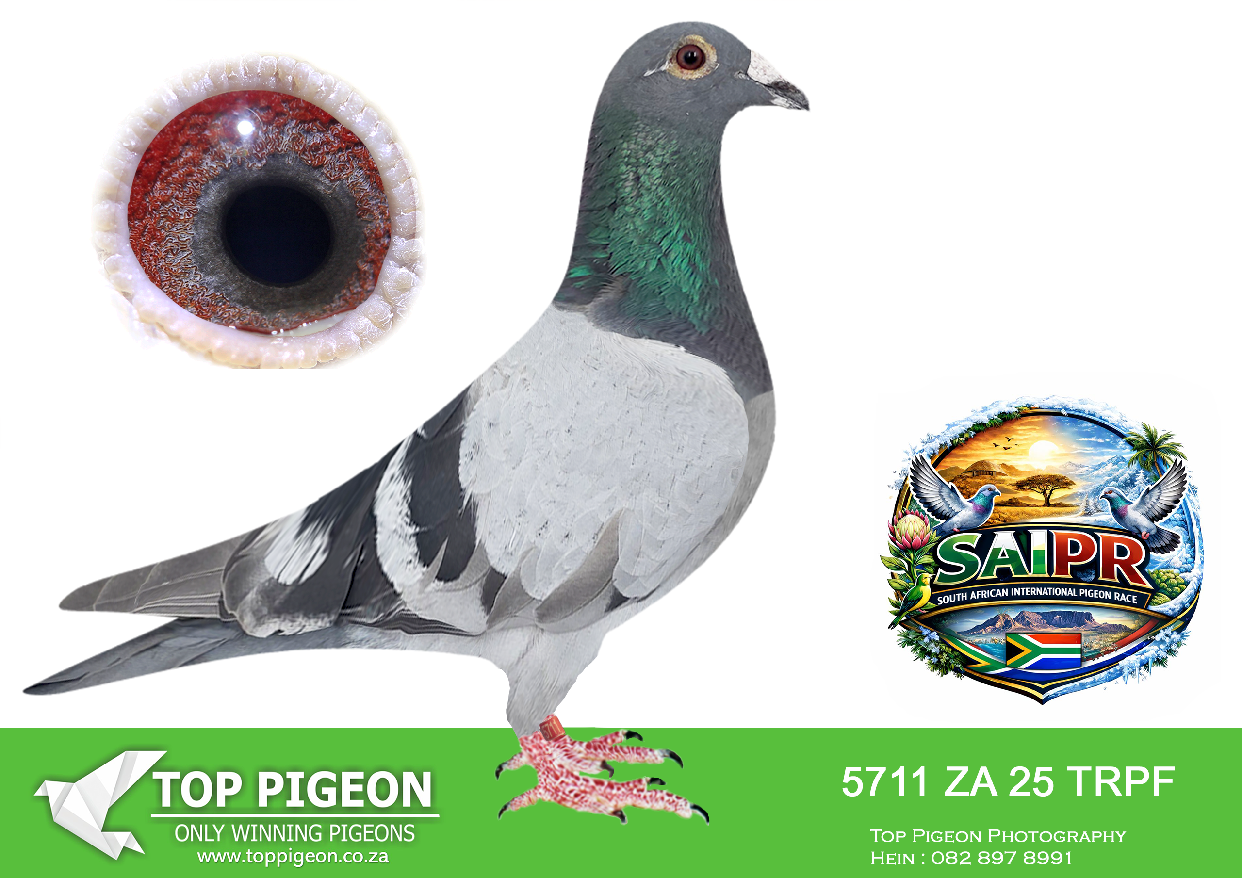 LOT 56 SAIPR SUMMER AUCTION 1 – Protea hokke- TRPF 5711 2025 -12TH HOTSPOT 2 EQUAL WINNER—5TH HOTSPOT ACE BIRD———-SIRE:ZA-2020-GPU-3232 “TSHUNAMI” Racing Silver Backs Flor Engels Checkered 100% Flor Engels. He is a son to mother bred. • 1st Ace Bird in the Club 2021. • 1st Club 2nd Div. 7th Union Ventersburg. • 1st Club 1st Union 1st Combine Smithfield. • 2nd Club 6th Div. 19th Union Noupoort.————DAM:ZA-2021-GPU-5309 “O NINE” Racing Silver Backs Flor Engels Bont Mother to: • 1st Ace Pigeon NDHS 2024. 100% Flor Engels. Bred from the very best Flor Engels birds in my loft. This is a grandmother and grandson mating. This bird has all the best genetics in him to become a Top Class Breeder!SEE PEDIGREE!!!