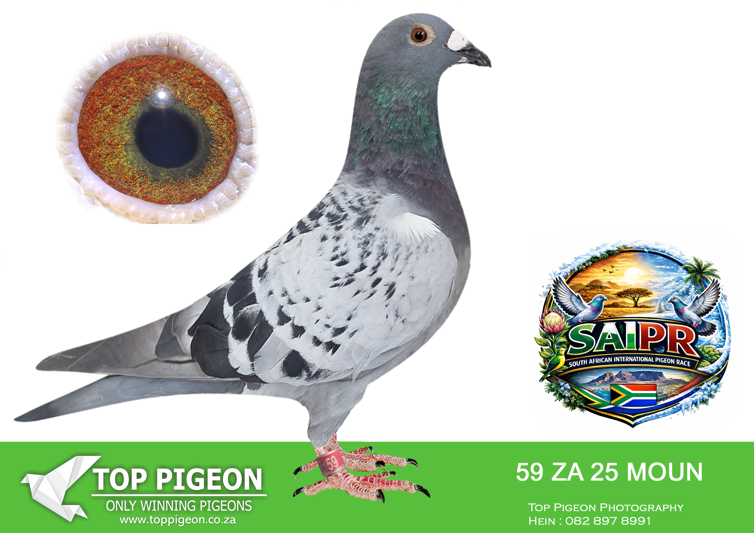 ZZ..LOT 108 SAIPR SUMMER AUCTION 1 –Mountain Lofts-Murray and Mills 2- MOUN 59 2025 -SIRE:NL 21 1749192 .Alias “GREIPEL STAR” Strain: DIRK VAN DEN BULCK Color: RED CHECK “GREIPEL STAR: NL 21 17491192 STRAIN DIRK VAN DEN BULCK SIRE TO:FIRE HAWK ZA23 MOUN 1033 SOLD ON AFRIKAPRO AUCTION AT TOP PIGEON FOR R26,000 – 10/11/24 SIRE TO 6 WINNERS————-DAM:21 ZULU 330 .Alias “BEUATY 330” Strain: SANPO GOLD – 80 X 810 Color: BLUE BAR “BEAUTY 330” ZA21 ZULU 330 GIFT FROM MY GOOD FRIENDS LEON & MANIE BADENHORST Bred for stock. super pigeon. Full sister to “Monique” double SANPO Gold Medal winner long distance 2018, Full sister to “Royal Star” Equal 1st (4th) place Dinokeng Barzalona Race 2019 – (4 birds on the drop). Full sister to ” Sonic” 2nd Place Barzalona.SEE PEDIGREE!!!!