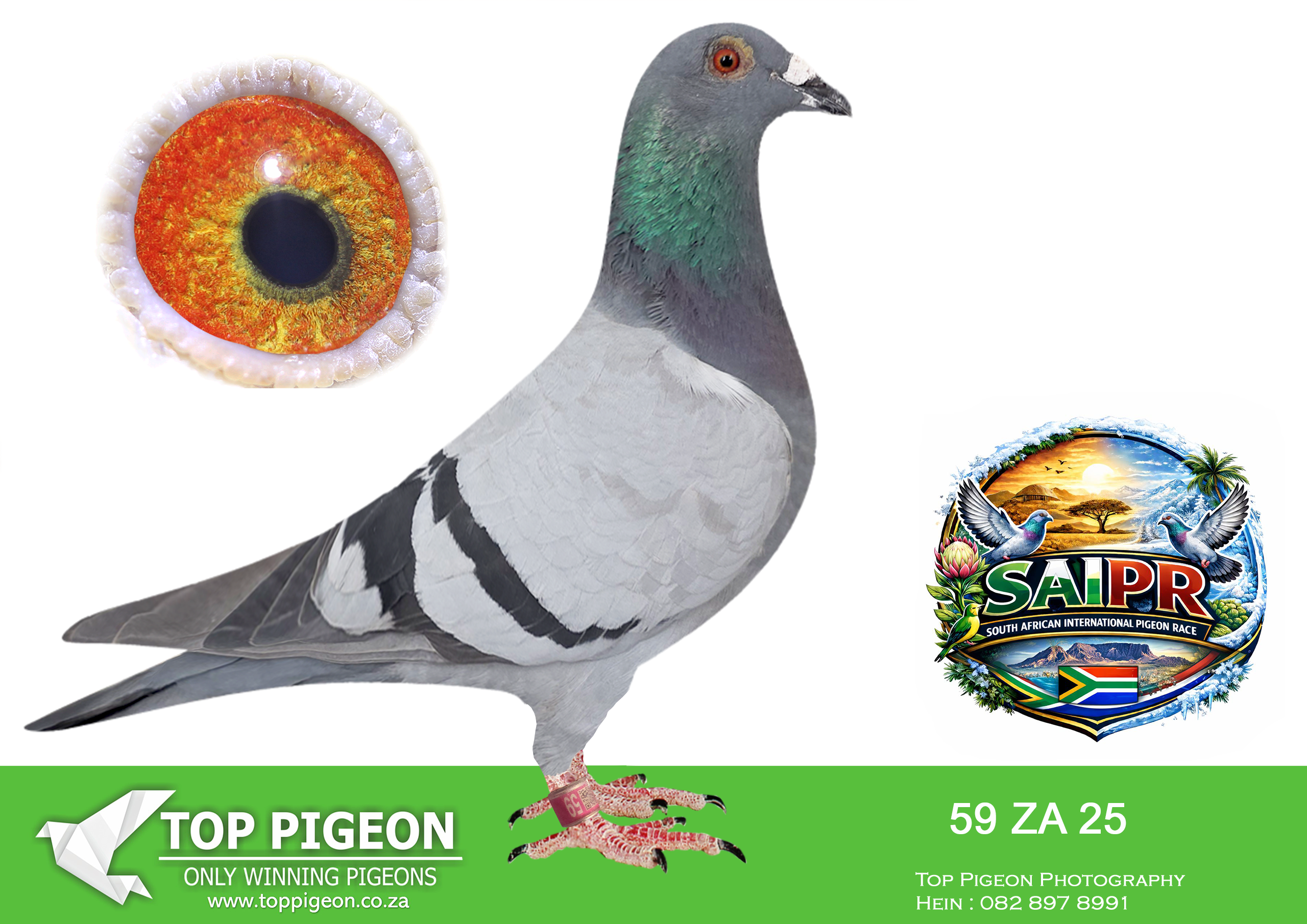 ZZ..LOT 132 SAIPR SUMMER AUCTION 1 –Willie Munnik 3- ZA 59 2025 -SIRE:1033 24 ZA.Strain: HARDY KRUGER/SAMDPR Color: CHECK.————-DAM:9803 VPU 23 ZA.Strain: KITTEL Color: BLUEBAR PIED SPECIAL INBRED KITTEL FAMILY. BRED BY OOA LOFTS FROM 2 IMPORTED PIGEONS. LINEBRED TO VAN DEN BULCK LEGENDS.SEE PEDIGREE!!!!