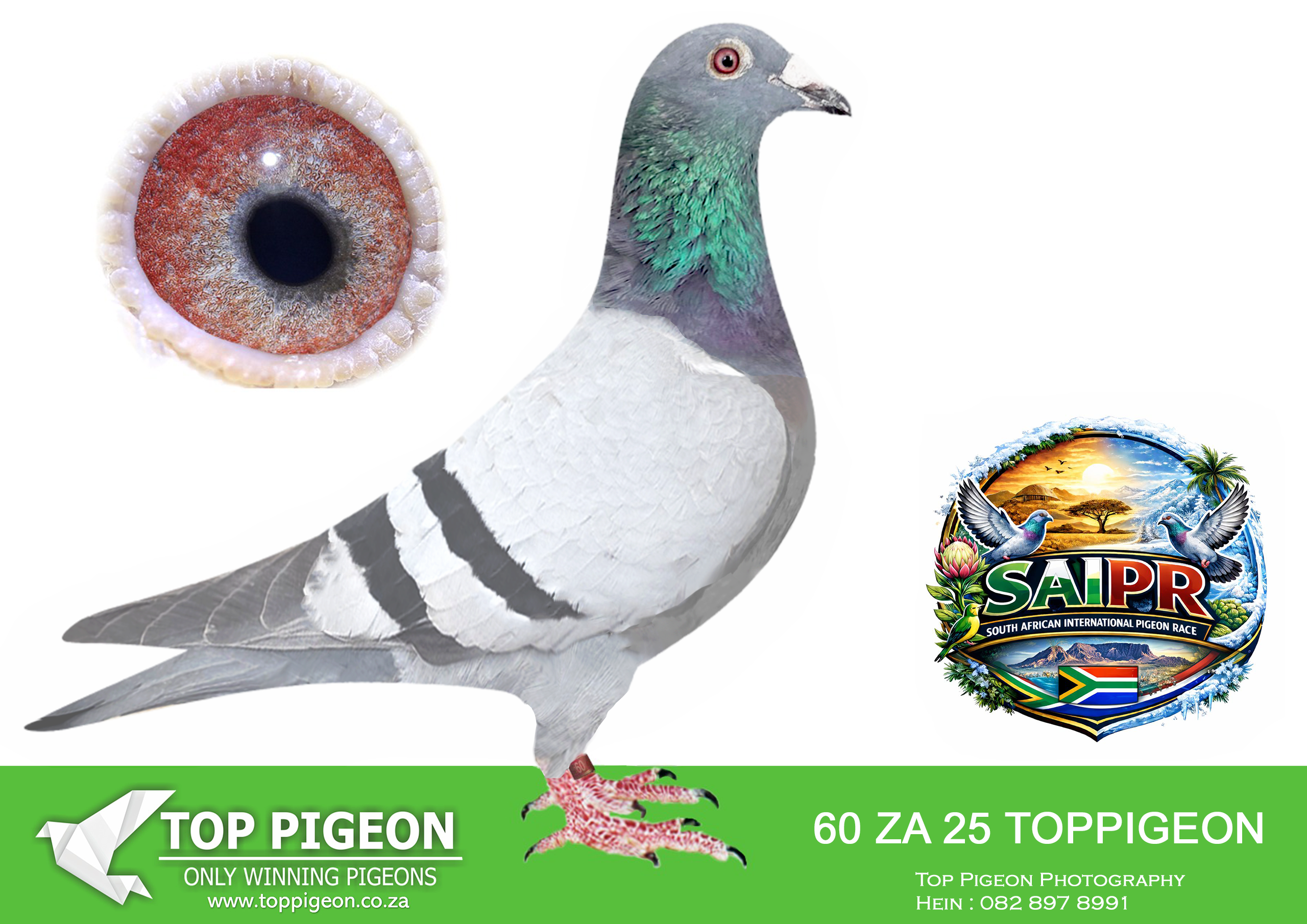 ZZ..LOT 104 SAIPR SUMMER AUCTION 1 –Karelain 1- TOPPIGEON 60 2025 · Double Trouble -SIRE:2 ZA GJT 23. KAASBOER. SIRE IS FULL BROTHER TO LARCO AND DAM IS FULL SISTER TO “KONING KAAS” OF DIE PAINTERS BRED FROM KIRAN.———–DAM:9106 ZA GPU 23 SWEET DIAMOND Colour: BB BENEKE LOFTS KAASBOER KIRAN. FULL SISTER TO SIRE OF HOTSPOT ACE BIRD SAIPR 2024.SEE PEDIGREE!!!