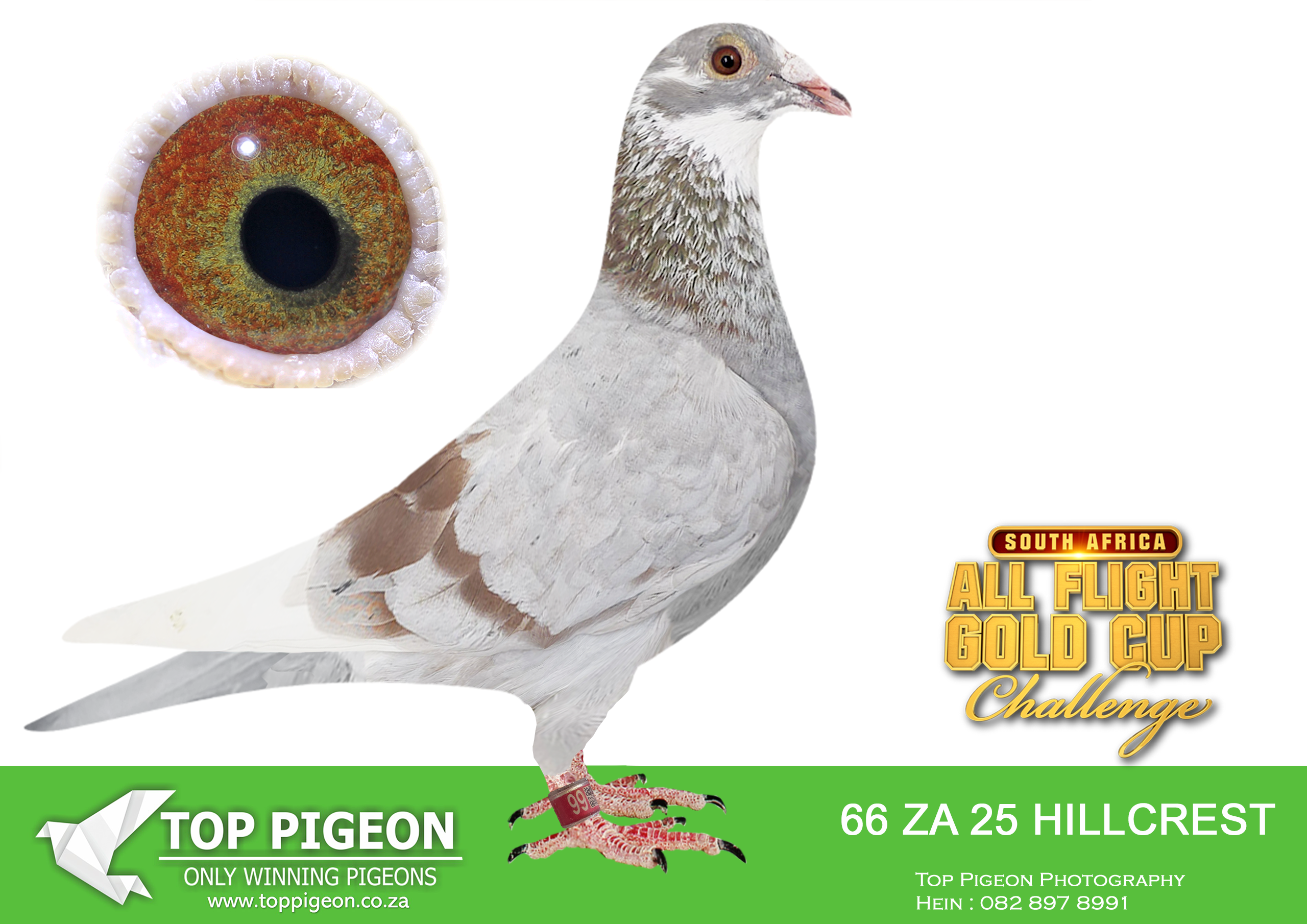 LOT 80 CARNIVAL ALL FLIGHT GOLD CUP -Hillcrest Stud-HILLCREST 25 66 –