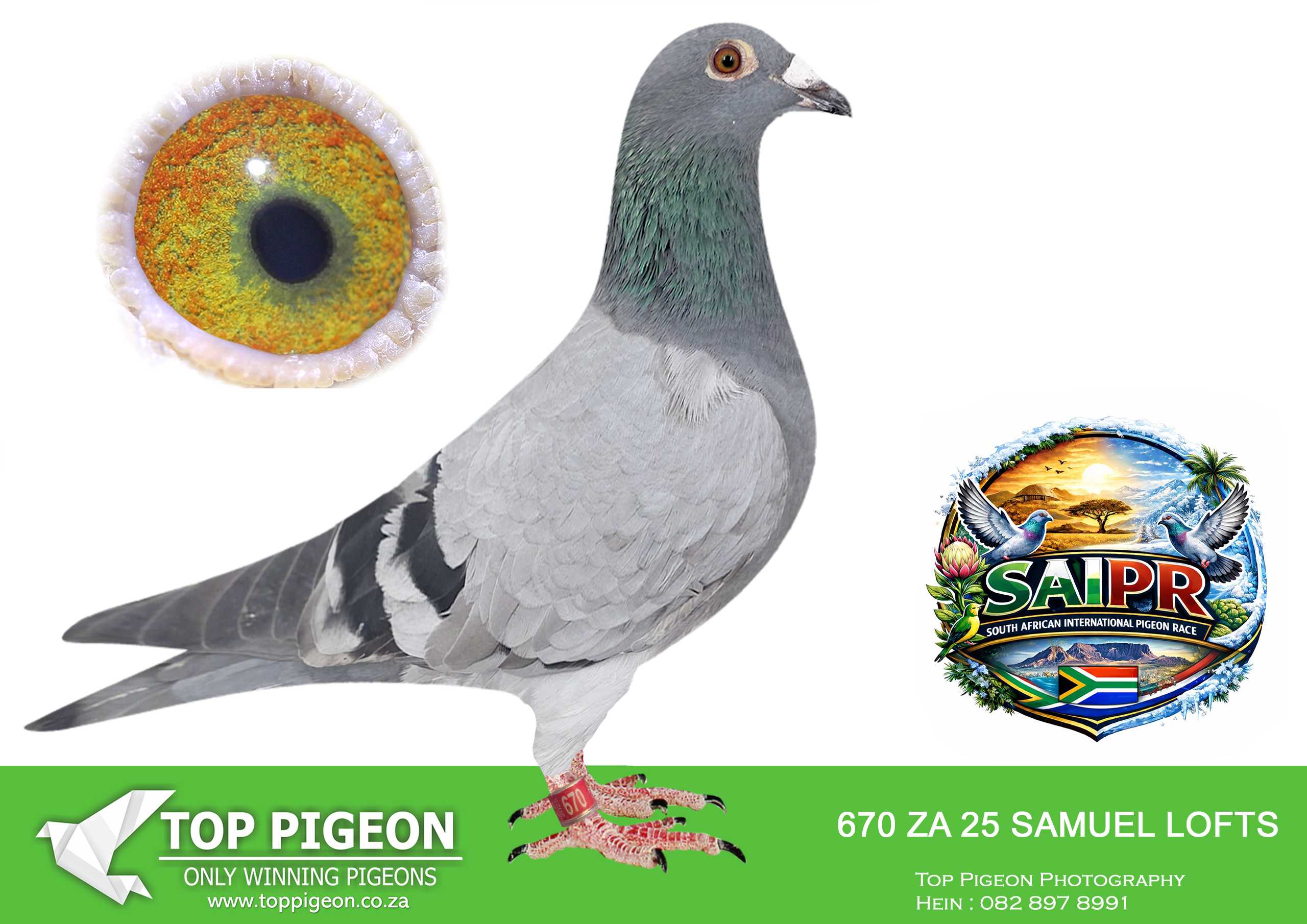 ZZ..LOT 102 SAIPR SUMMER AUCTION 1 –Samuel Lofts- SAMUEL 670 2025 -SIRE:4893 ZA 22 GPU.Color: BB GOLDEN CARRELLY X SUPER BREEDER 810.1ST CLUB COLESBURG 4TH CLUB COLESBURG 4TH CLUB REDENSBURG 1,2ND CLUB BEAUFORT WEST 700KM, 14TH CLUB REDONSBURY 2, 18TH CLUB JONESTOWN 20TH CLUB CRADOCK.————DAM:086 ZA 22 SAMUEL L.DIRECT SON MONSTER COCK X KAASBOER, SISTER TO BENCHMARK 1ST ACE SAIPR 2023 LINE .SEE PEDIGREE!!!!