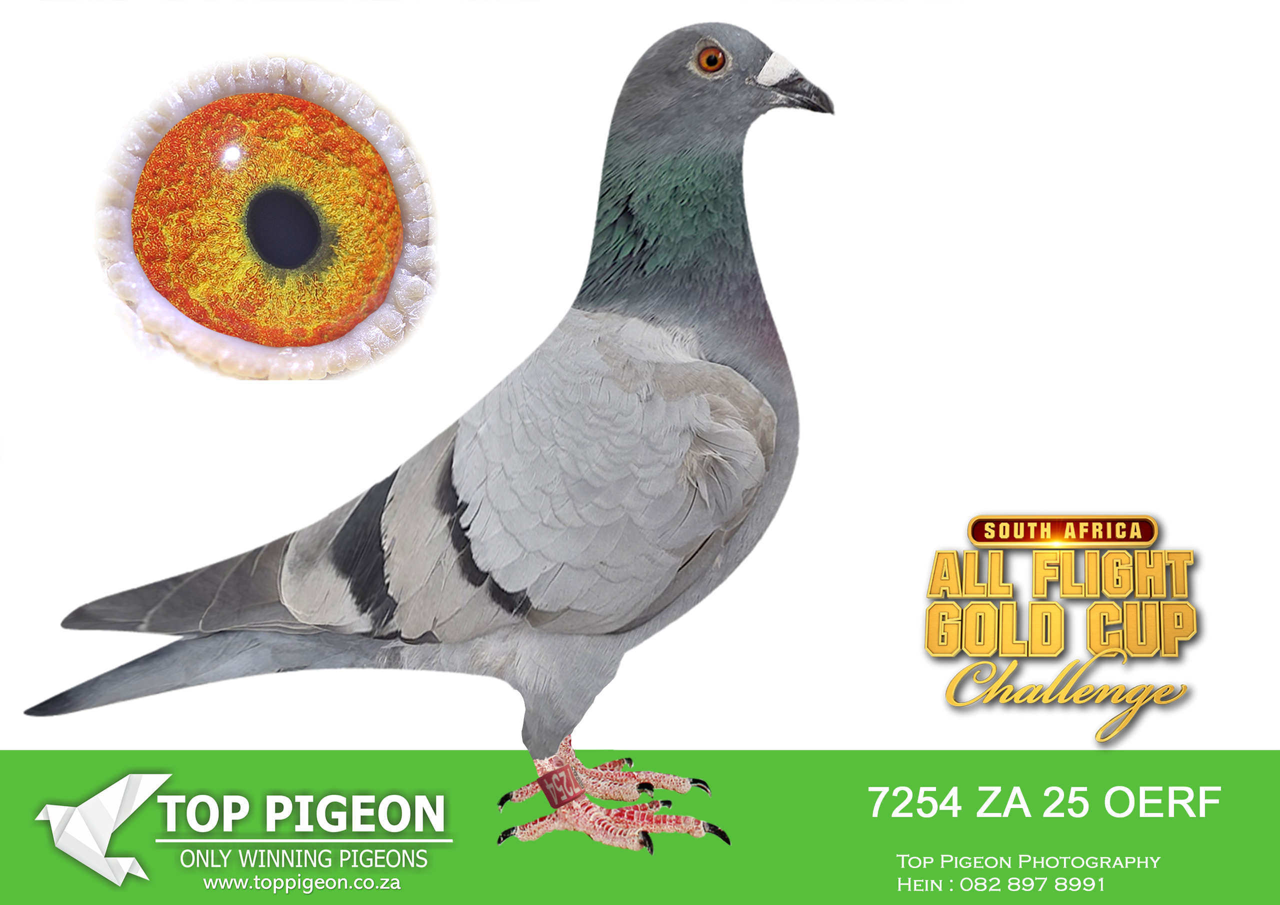 LOT 27 CARNIVAL ALL FLIGHT GOLD CUP -Andre & Juan-OERF 25 7254 –