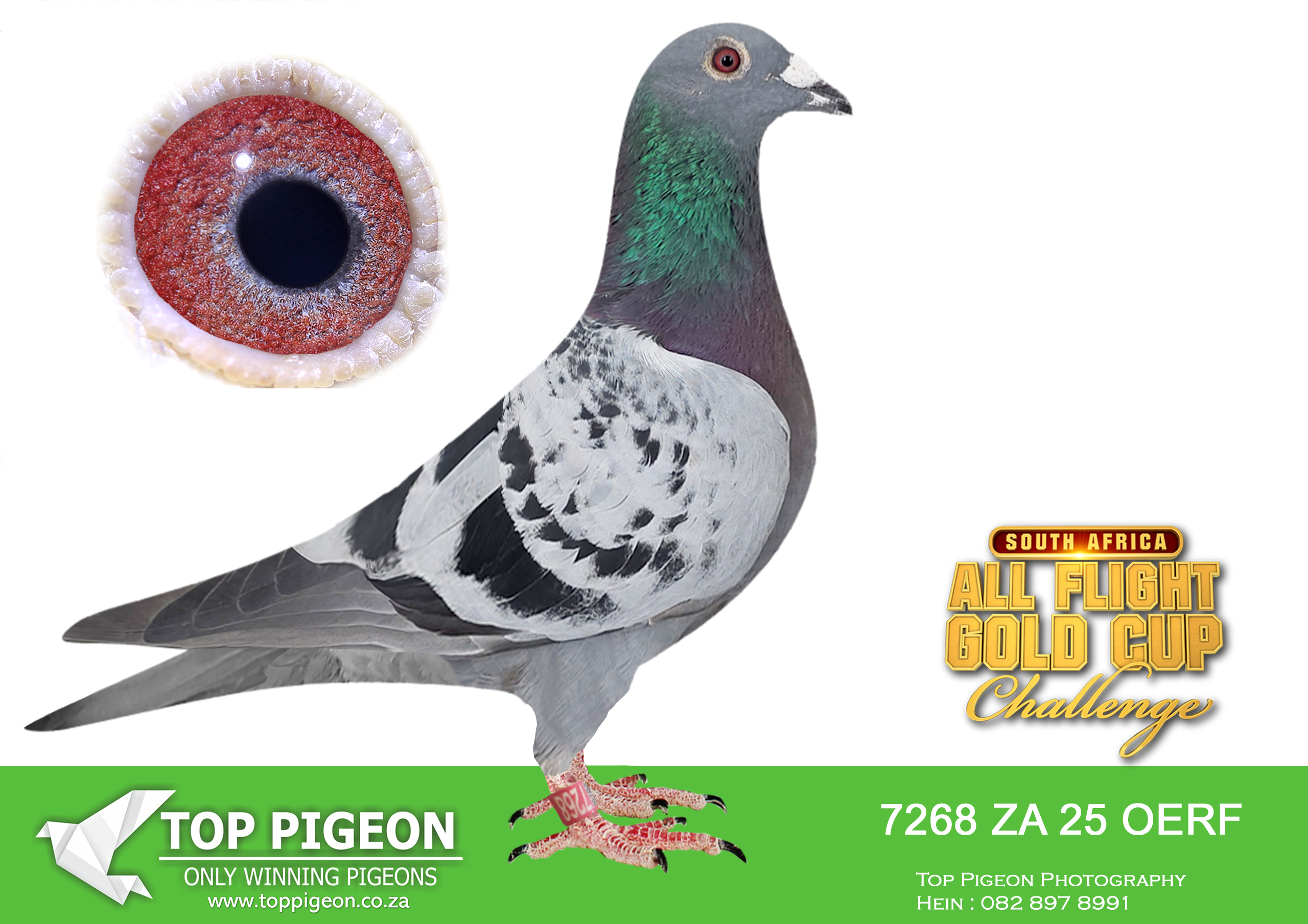 LOT 35 CARNIVAL ALL FLIGHT GOLD CUP -Andre & Juan-OERF 25 7268 –