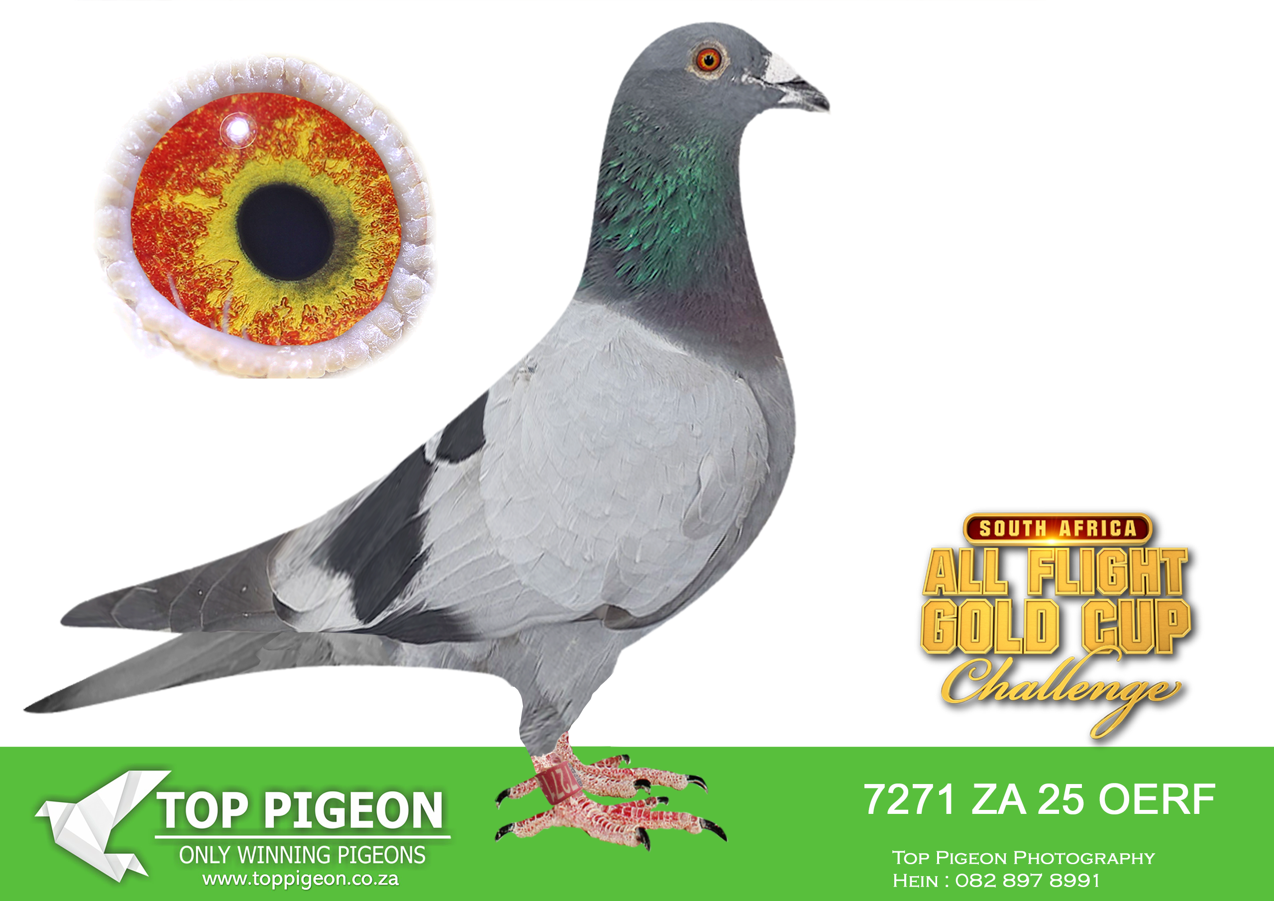 LOT 48 CARNIVAL ALL FLIGHT GOLD CUP -Andre & Juan-OERF 25 7271 –