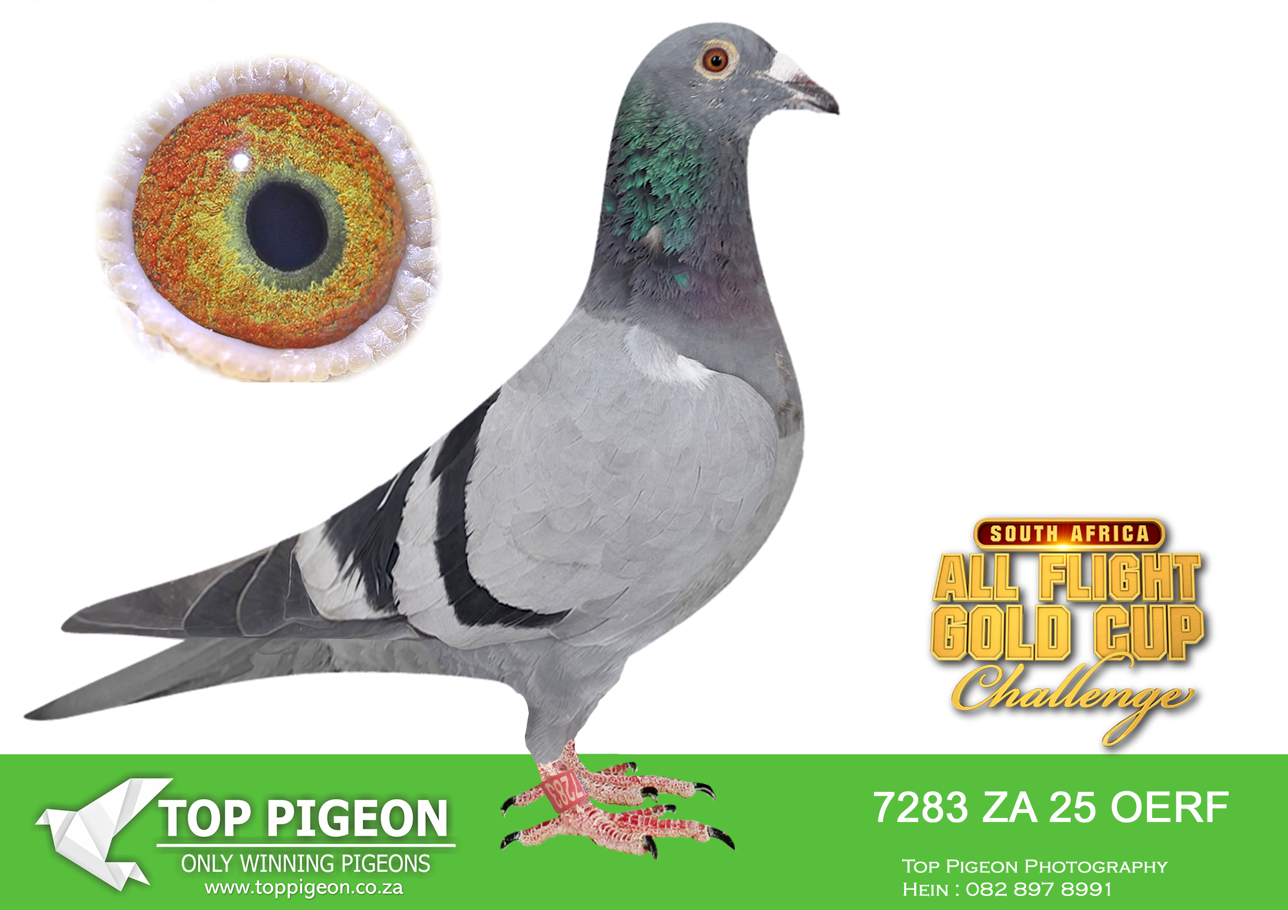 LOT 87 CARNIVAL ALL FLIGHT GOLD CUP -Andre & Juan-OERF 25 7283 –