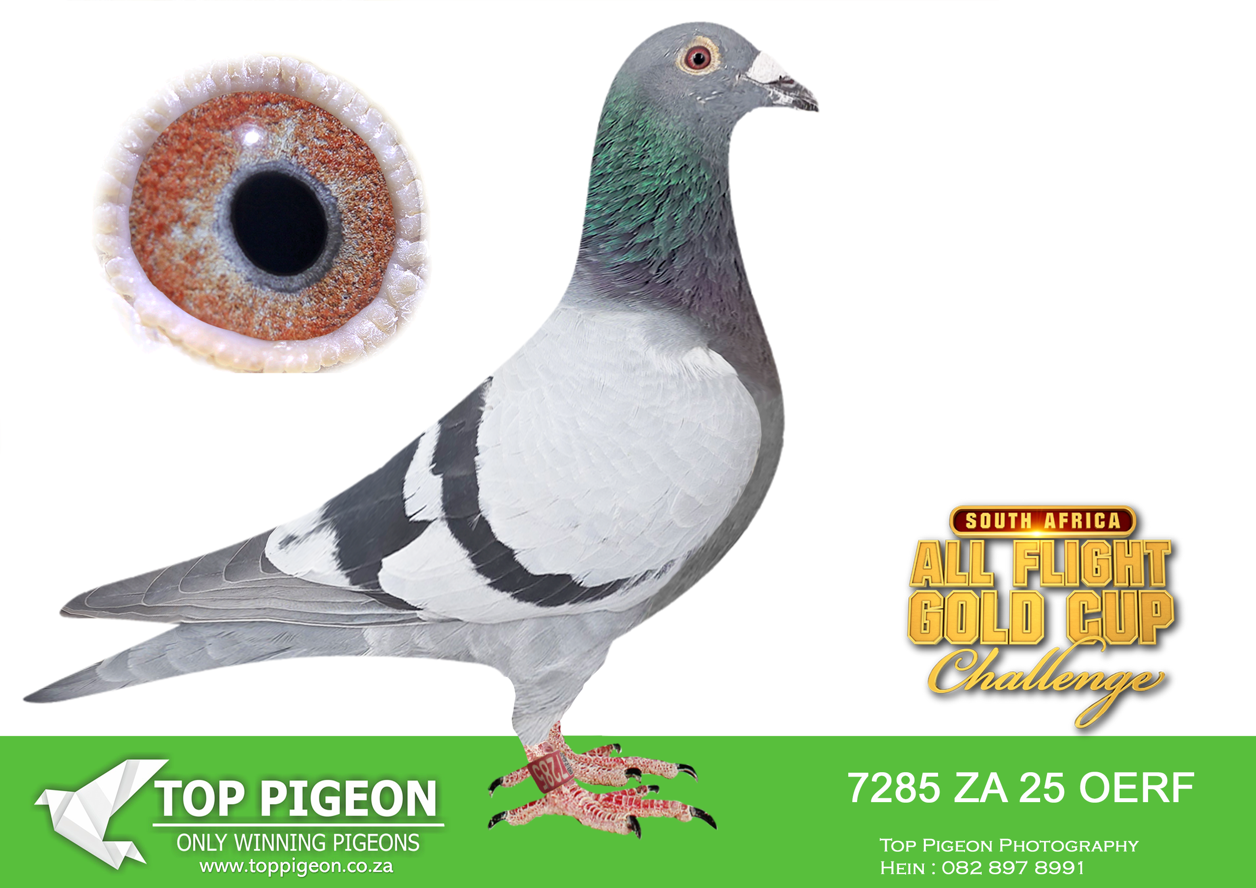 LOT 94 CARNIVAL ALL FLIGHT GOLD CUP -Andre & Juan-OERF 25 7285 –