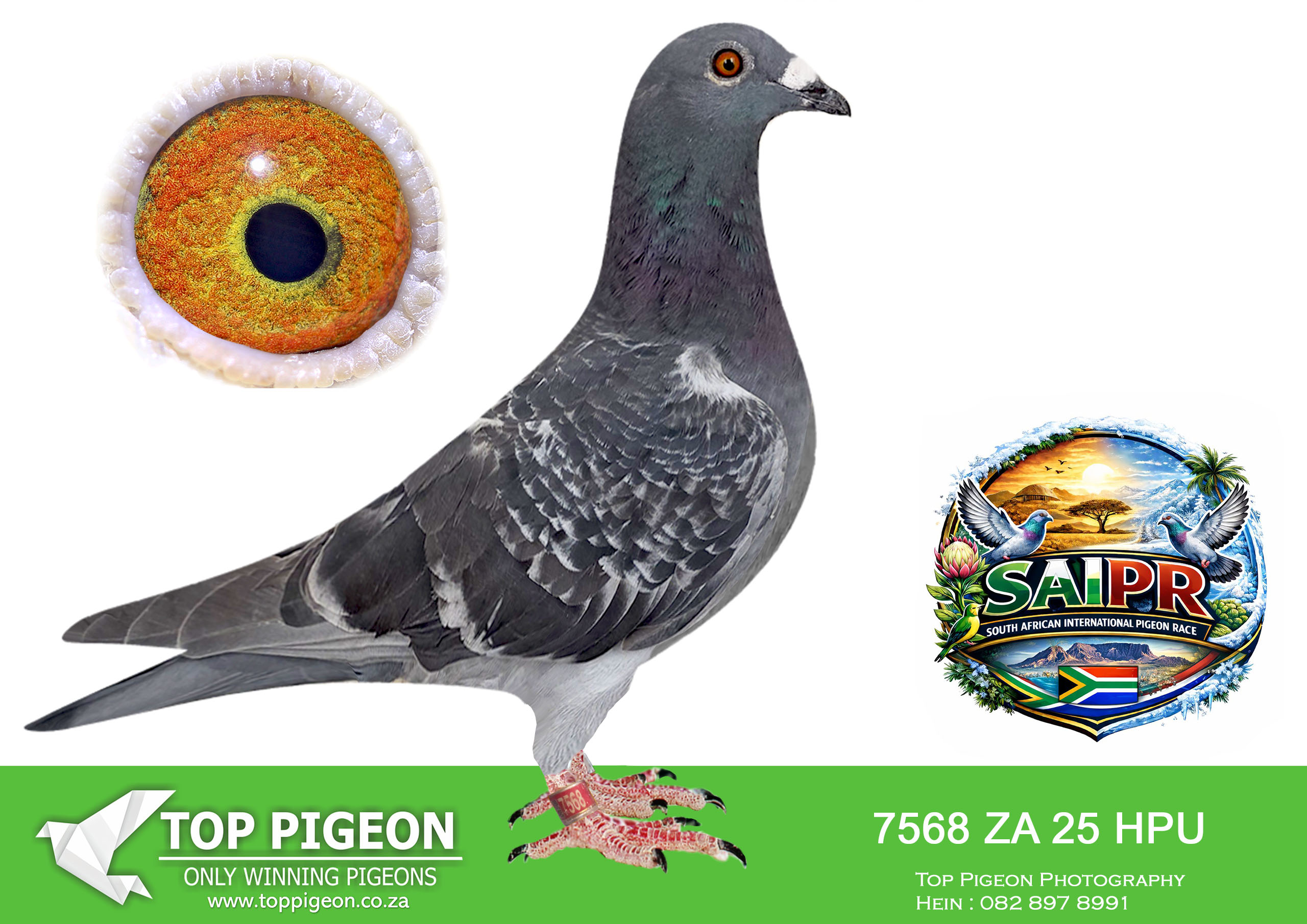 ZZ..LOT 149 SAIPR SUMMER AUCTION 1 –JW Lofts & Andreas Mengewein 1- HPU 7568 2025 -SIRE:MHPU 2367 Van As.————DAM:MHPUD 1057 Van As.SEE PEDIGREE!!!