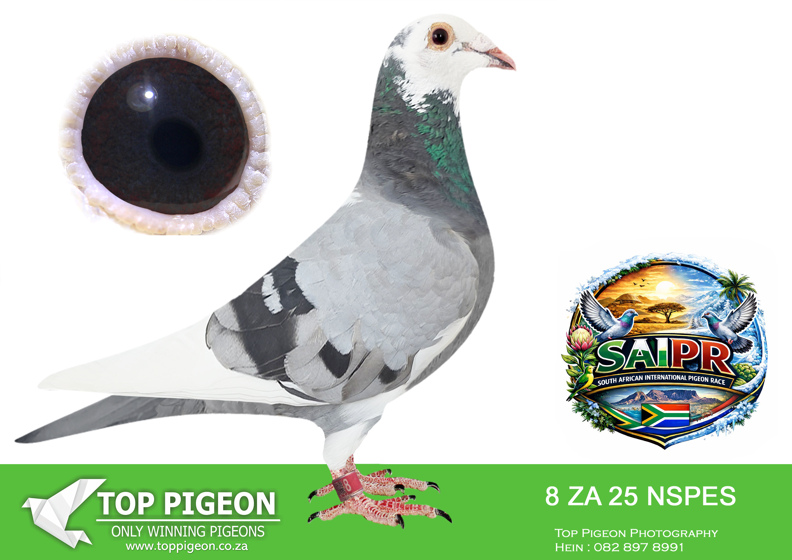 ZZ..LOT 134 SAIPR SUMMER AUCTION 1 –Joy-ride Hokke- NSPES 8 2025 -10TH HOTSPOT 3 EQUAL WINNER————-SIRE:ZA-2017-RIVERFOODS-175 David Robinson.Father to “Spotlight” ZA-2022-NKSD-203 • 3e Final Central Prov. Lofts 2023. • 67e Challenge Central Prov. Lofts 2023. !!Winning R40 000!! ZA-2022-NSPES-3 • 9e Final Saipr Summer 2022.===============DAM:ZA-2020-NWKD-373 David Robinson Bont Mother to multiple winners. ZA-2021-NWKD-003 • 1e Federation with 26 minutes. ZA-2024-NSPES-2 • 2e Hotspot Ace Saipr Summer 2025. • 4e Grand Ave. Saipr Summer 2025. ZA-2021-NWKD-022 • 1e Federation old with 12minutes.SEE PEDIGREE!!!!