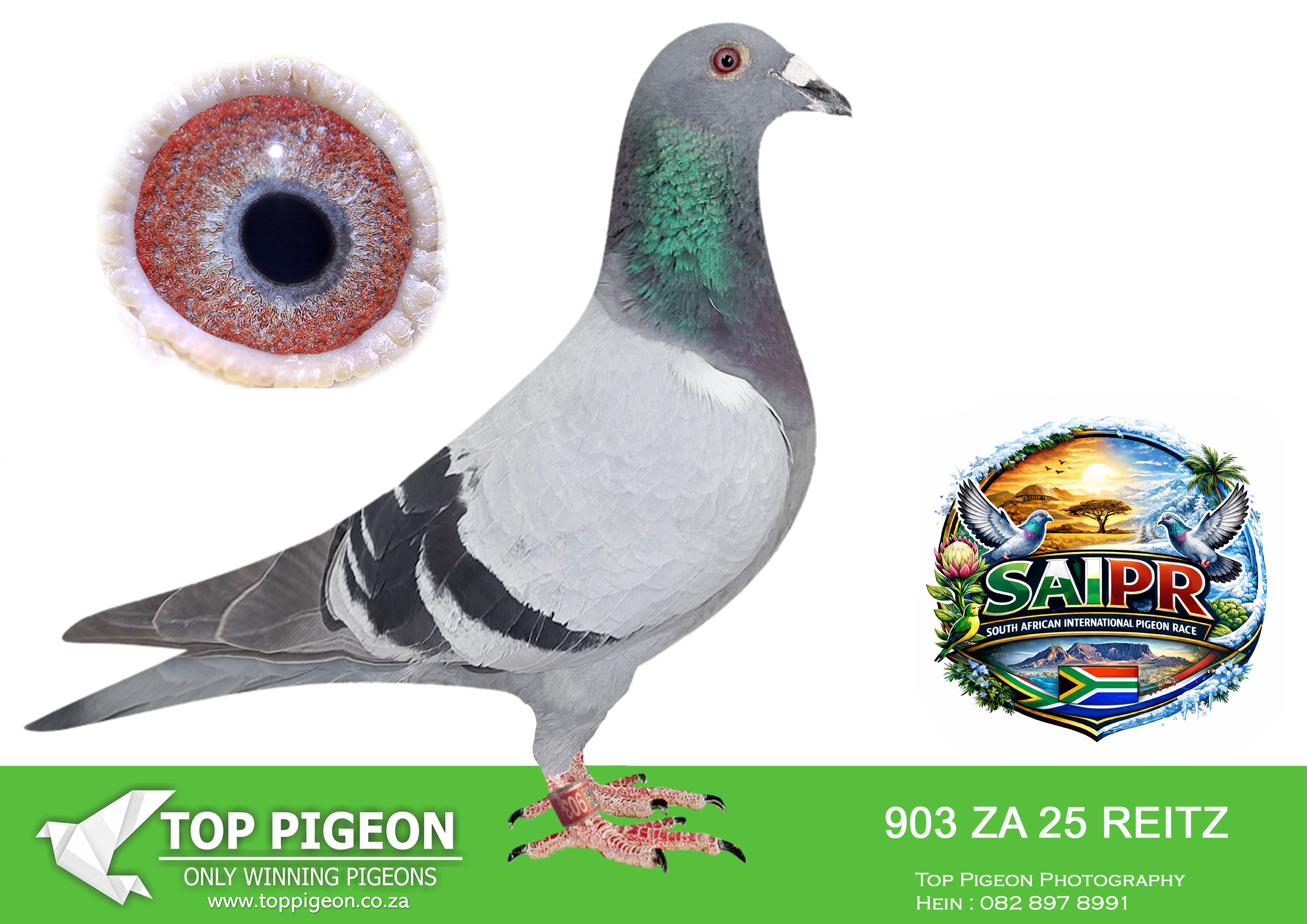 LOT 13 SAIPR SUMMER AUCTION 1 – Johan Smallberger- REITZ 903 2025 –