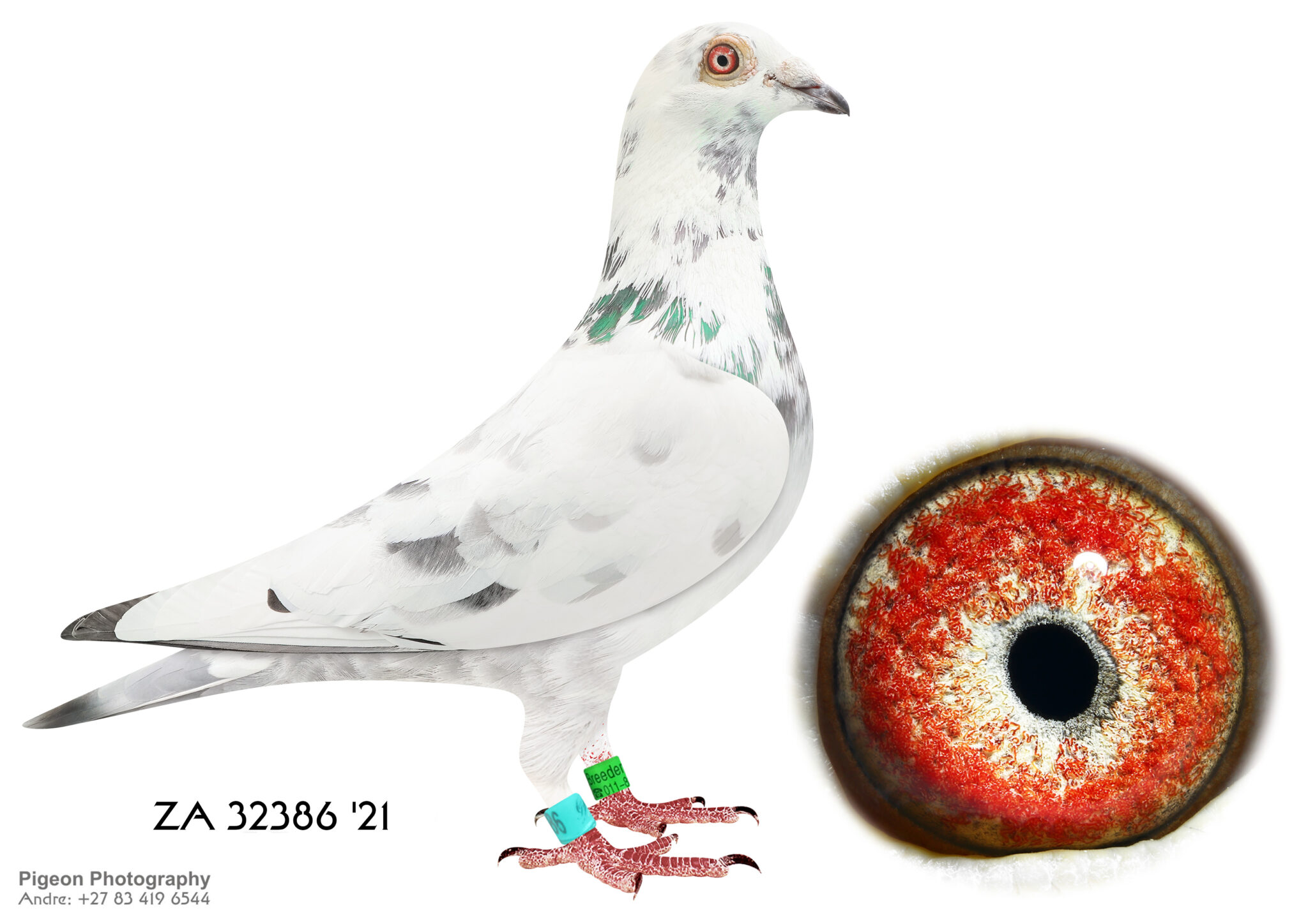 Inbread Pigeon .LOT 7 CORRIE NAUDE 2 – ZA 21 32386 -SIRE:09382 ZA GPU 16.Bred by ...