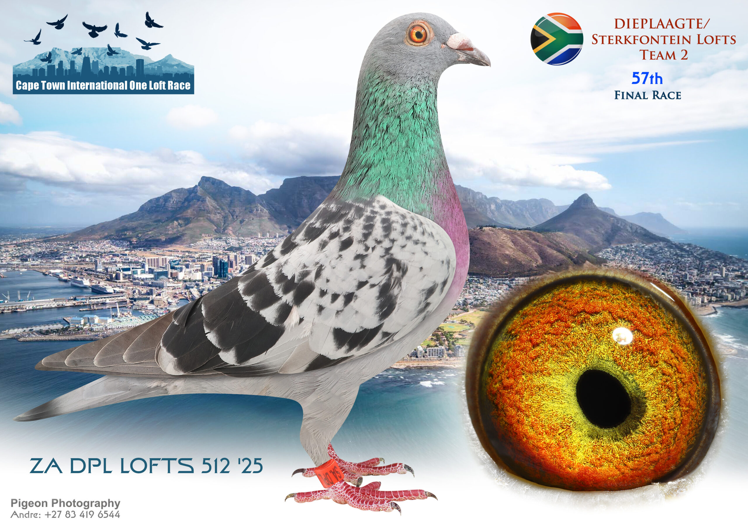 .LOT 5 CAPETOWN LOFTS AUCTION 2 – Dieplaagte/Sterkfontein Lofts Team 2 – ZA-DPL-25-512*** -SIRE:ZA-2021-DPL-61 Dieplaagte & Sterkfontein Lofts Half-brother to: • 1e Car Race Saipr Winter 2024. • 28e Hotspot 4 Saipr Winter 2024. • 67e Final Saipr Winter 580 km 2024. ====================DAM:ZA-2022-DPL-11 Dieplaagte & Sterkfontein Lofts Blue • 15e Final Cape Town Int. 2023. • 31e Ace Cape Town Int. 2023.SEE PEDIGREE!!!!