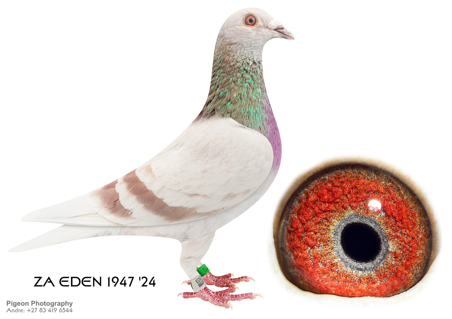 Inbread Pigeon .LOT 2 ONE LOFT GENETICS -ZA 24 EDEN 1947 -SIRE:28235 ZA 16.Inbred ...