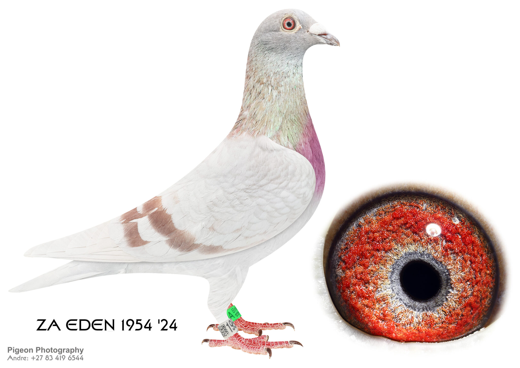 Inbread Pigeon LOT 12 CORRIE NAUDE – ZA 24 EDEN 1954 -SIRE:28235 ZA 16.Inbred Houben ...
