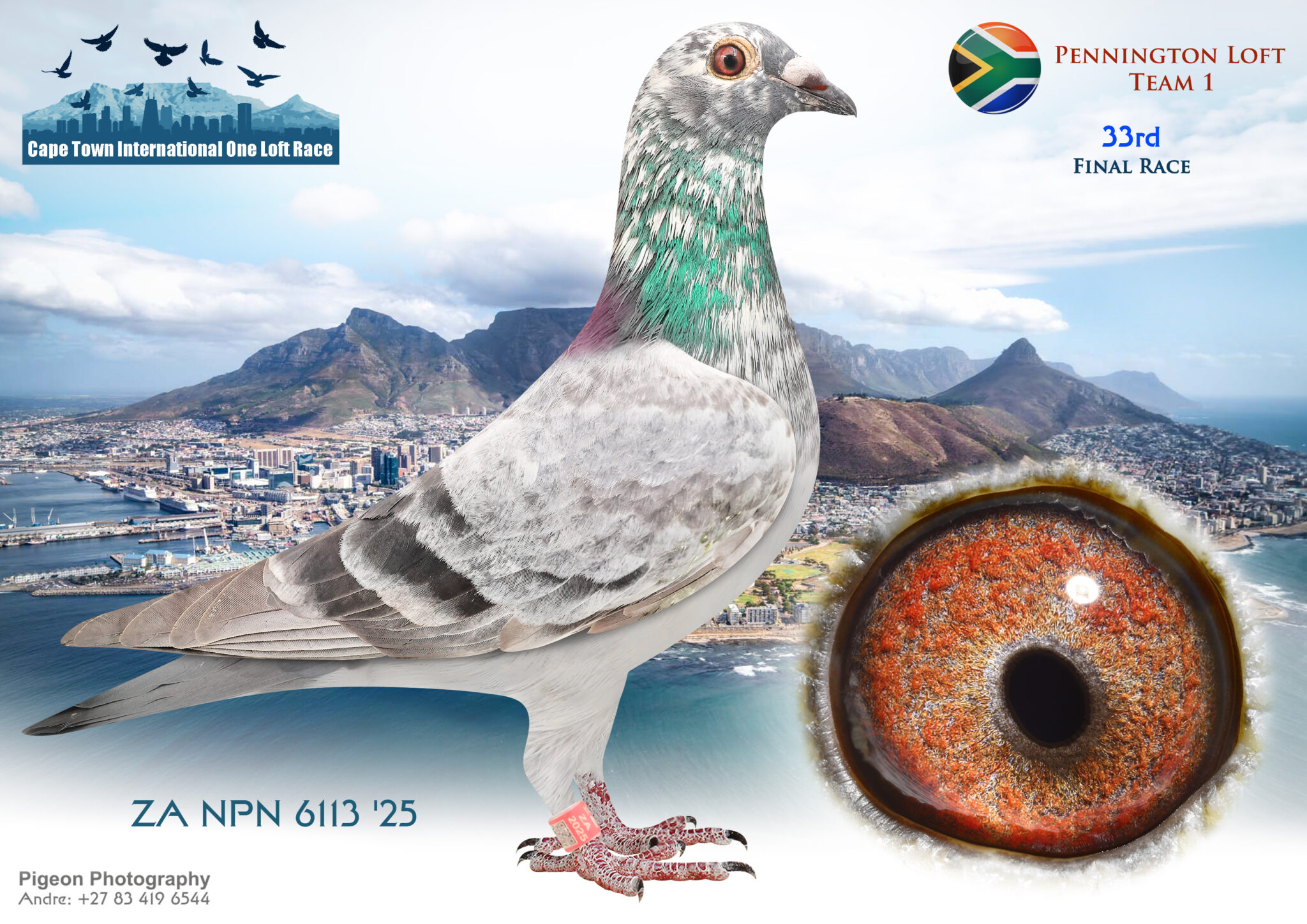 Inbread Pigeon LOT 71 CAPETOWN LOFTS – Pennington Loft Team 1 – ZA-NPN-25-6113 ...