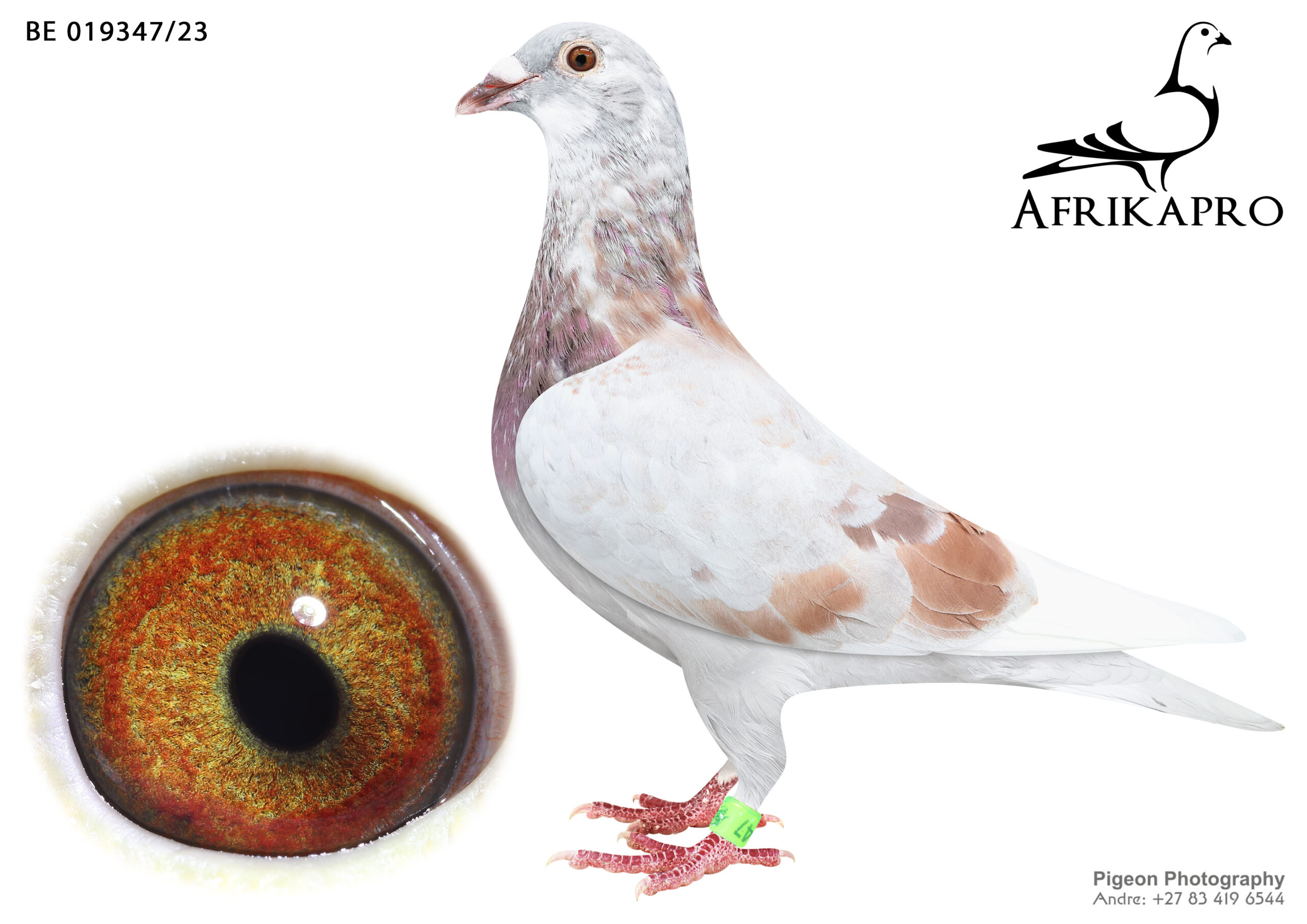 .LOT 1 FERDIE LUBBE “MOUNTAIN LOFTS” – BG 23 019347 -SIRE:ZA 22 ABL 769 .Alias “BROTHER 5 STAR” Strain: ALWYN BESTER BROTHER “5 STAR” ZA22 ABL 769 FULL BROTHER TO: “5 STAR” GREEN JACKET WINNER AFRIKAPRO 2023 ZA21 ABL 343 “DYNASTY ” 1ST ACE DINOKENG OLR 2022 ZA21 ABL 344 PWDU UNION WINNER VERKEERDEVLEI 2020 & CRUSADERS BREEDERSTAKES R100,OOO WINNER.———–DAM: ZA 22 KPU 853 .Alias “SAPHIRE WHIP” Strain: PAINTERS “SAPHIRE WHIP” ZA22 KPU 853 FLEW 3RD FINAL SAIPR 2023 AND ALSO 3RD HOTSPOT 4 SHE IS DIRECTLY OF THE “BLUE WHIP” WITH HIS CLICK HEN “RING FACIE” THIS PEDIGREE IS FULL OF THE BEST THE PAINTERS GENETIC’S 17 X WINNER DAM TO MISS MEDALS.SEE PEDIGREE!!!