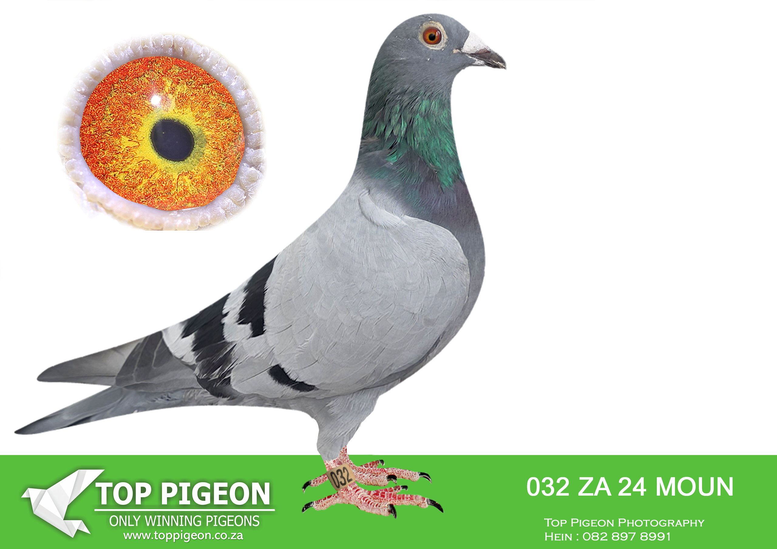 LOT 23 FERDIE LUBBE “MOUNTAIN LOFTS” – ZA 24 MOUN 032 -THE BEST OF OUR DESMET GENETI’S COMBINED IN ONE PIGEON BOTH PARENTS WERE SUPER RACER NOW SUPER BREEDERS IN OUR LOFTS A PRODUCT OF 45 YEARS OF SELETIVE BREEDING TO MAINTAIN THE WINNING GENETIC’S OF THE SUPUR FAMILY————–SIRE:ZA 20 MOUN 909.Alias “MAGIC 909″ Strain: MOUNTAIN LOFTS Color: BLUE BAR ”MAGIC 909” ZA20 MOUN 909 4 X ACE BIRD SANPO SILVER MEDAL LONG DISTANCE 2023 1ST ACE LONG DISTANCE CLUB 2023 2ND ACE MIDDLE DISTANCE 2021 3RD ACE BEST BIRD 2021 5TH ACE SHORT DISTANCE 2021 1ST ACE CLUB OPEN SERIES 2022 1ST ACE BEST BIRD OVERALL CLUB .—————DAM:ZA 18 MOUN 806 .Alias “MISS GAUTENG” Strain: MOUNTAIN LOFTS Color: BLUE BAR “MISS GAUTENG” ZA18 MOUN 806 ONE OF OUR TOP BREEDING HENS WITH VARIOUS COCKS 1ST CLUB, 1ST PTA-UNION, 1ST GAUTENG COMBINE TROMPSBURG 543KM 4322P AGAINST 500 + LOFTS 1ST CLUB, 1ST PTA-UNION 2Y.O TROMPSBURG 543KM 1415 P 7TH UNION WINBURG SPRINT336KM 535P.SEE PEDIGREE!!!!