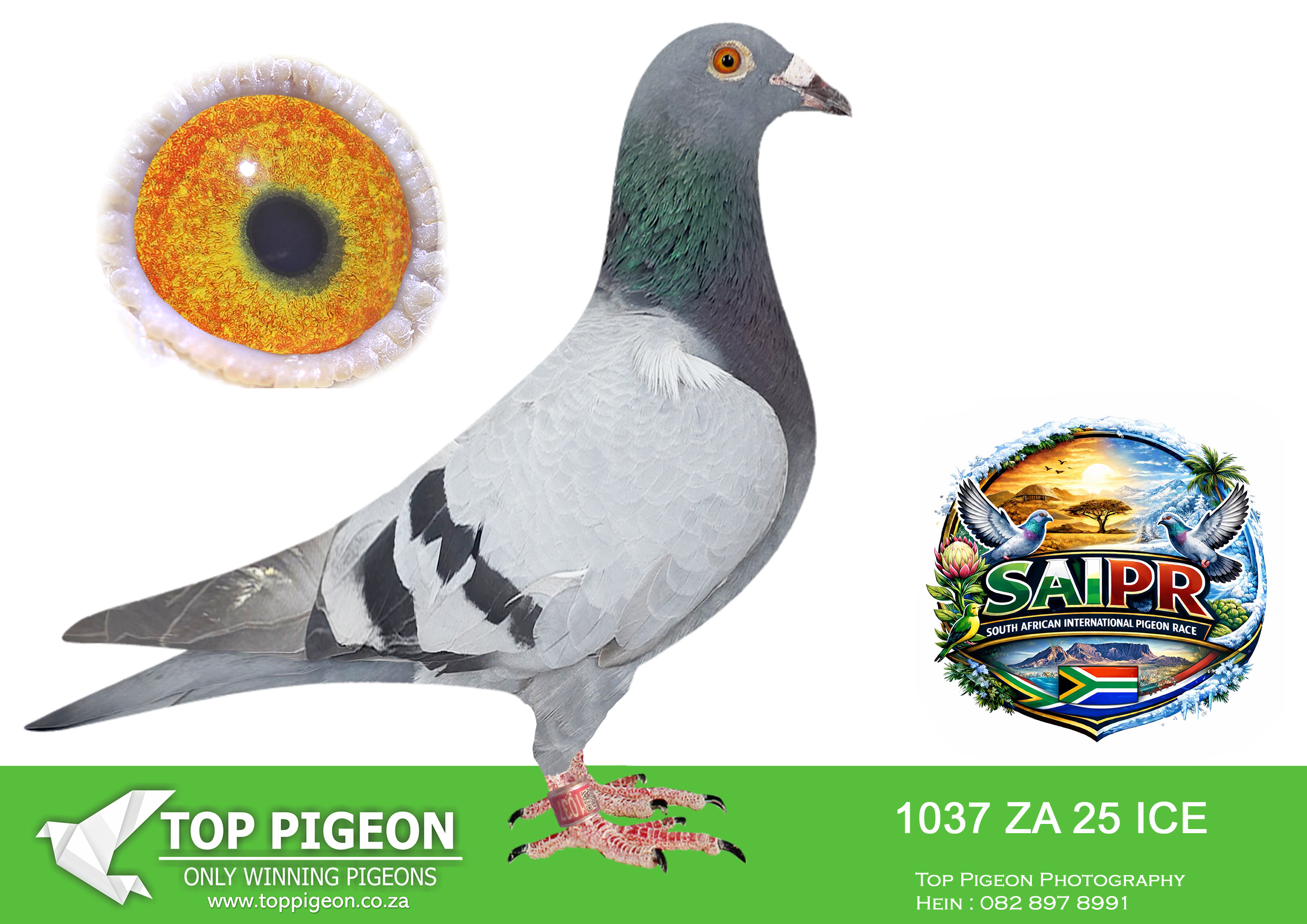 LOT 55 SAIPR SUMMER AUCTION 3 – Karoo Million-Â ICE 1037 2025 –