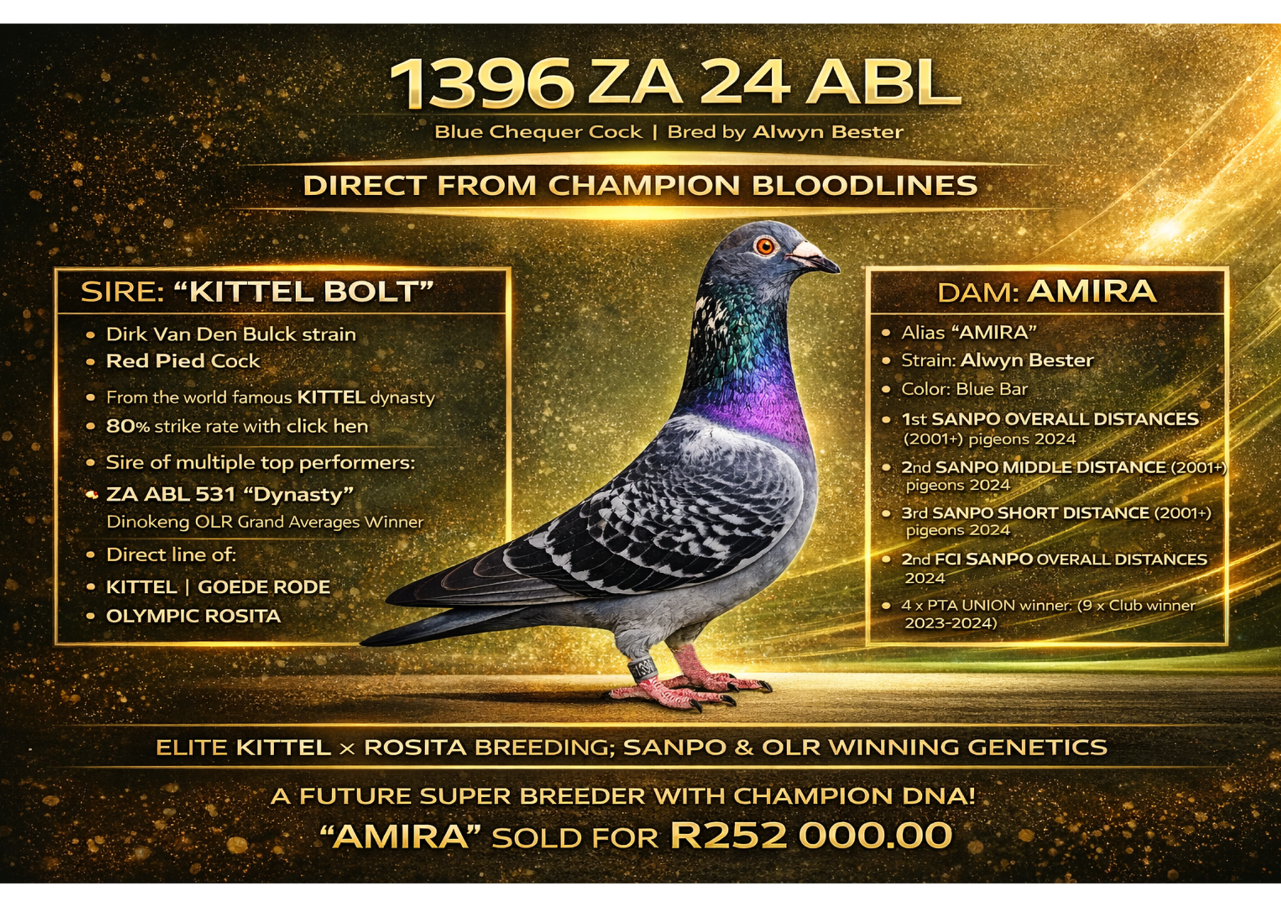 .LOT 1 “AMIRA” GENETICS – ZA 24 ABL 1396 CH C —-DIRECT SON TO 63390 (SIRE TO “FIVE STAR” GREEN JACKET WINNER AFRIKAPRO AND ALSO GRAND FATHER TO “LARA” SUPER RACER AND ACE BIRD AFRIKAPRO 2025 AND SOLD FOR +- 2.4 MILLION RAND ON PIPA) MATED TO SANPO GOLD MEDAL WINNER FOR ALWYN BESTER “AMIRA” (SOLD FOR R252 000.00 ON TOPPIGEON)—————SIRE:Alias: “KITTEL BOLT” Ring: GB 18 V 63390 Strain: Dirk Van Den Bulck Color: Red Pied “KITTEL BOLT” represents the elite of modern Belgian sprint genetics, directly linked to the legendary KITTEL dynasty. Bred from a powerhouse lineage including Kittel, Goede Rode, Olympic Rosita, Bolt 11, and Diamond Kittel, he carries some of the most dominant winning bloodlines in Europe. He is proven both as a racer and, more importantly, as an exceptional breeding cock, with an outstanding 80% strike rate when paired to his click hen. 🏆 Notable offspring include: ZA ABL 531 “Dynasty” – 🥇 Grand Averages Winner, Dinokeng OLR 2022 ZA ABL 343 (2021) – 🥇 PWDU Winner, Verkeerdevlei 2022 ZA ABL 344 (2021) – 🥇 R100,000 Crusaders Breeder Stakes Winner 2022 “KITTEL BOLT” is widely regarded as a foundation breeder, producing winners at club, federation, and national level, making him one of the most valuable sons of the KITTEL line in South Africa.—————DAM:Alias: “AMIRA” Ring: ZA 22 ABL 643 Strain: Alwyn Bester Color: Blue Bar “AMIRA” is one of the most outstanding racing hens in South Africa, a true SANPO Gold Medal winner and an elite performer across all distances. 🏆 Achievements: 🥇 1st SANPO OVERALL DISTANCES (2001+ pigeons) – 2024 🥈 2nd SANPO MIDDLE DISTANCE – 2024 🥉 3rd SANPO SHORT DISTANCE – 2024 🥈 2nd FCI SANPO OVERALL DISTANCES – 2024 🏆 4× PTA UNION Winner (9× Club wins 2023–2024) “AMIRA” combines speed, endurance, and consistency, dominating against large entries and proving herself at the very highest level of competition.SEE PEDIGREE!!!!!