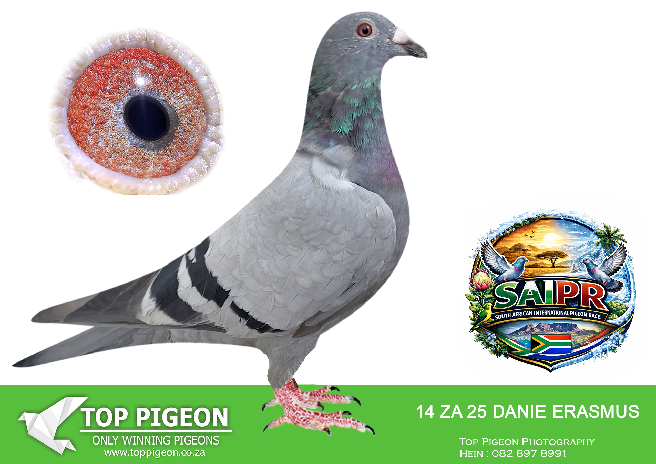 LOT 25 SAIPR SUMMER AUCTION 3 – Danie Erasmus-DANIE 14 2025 –