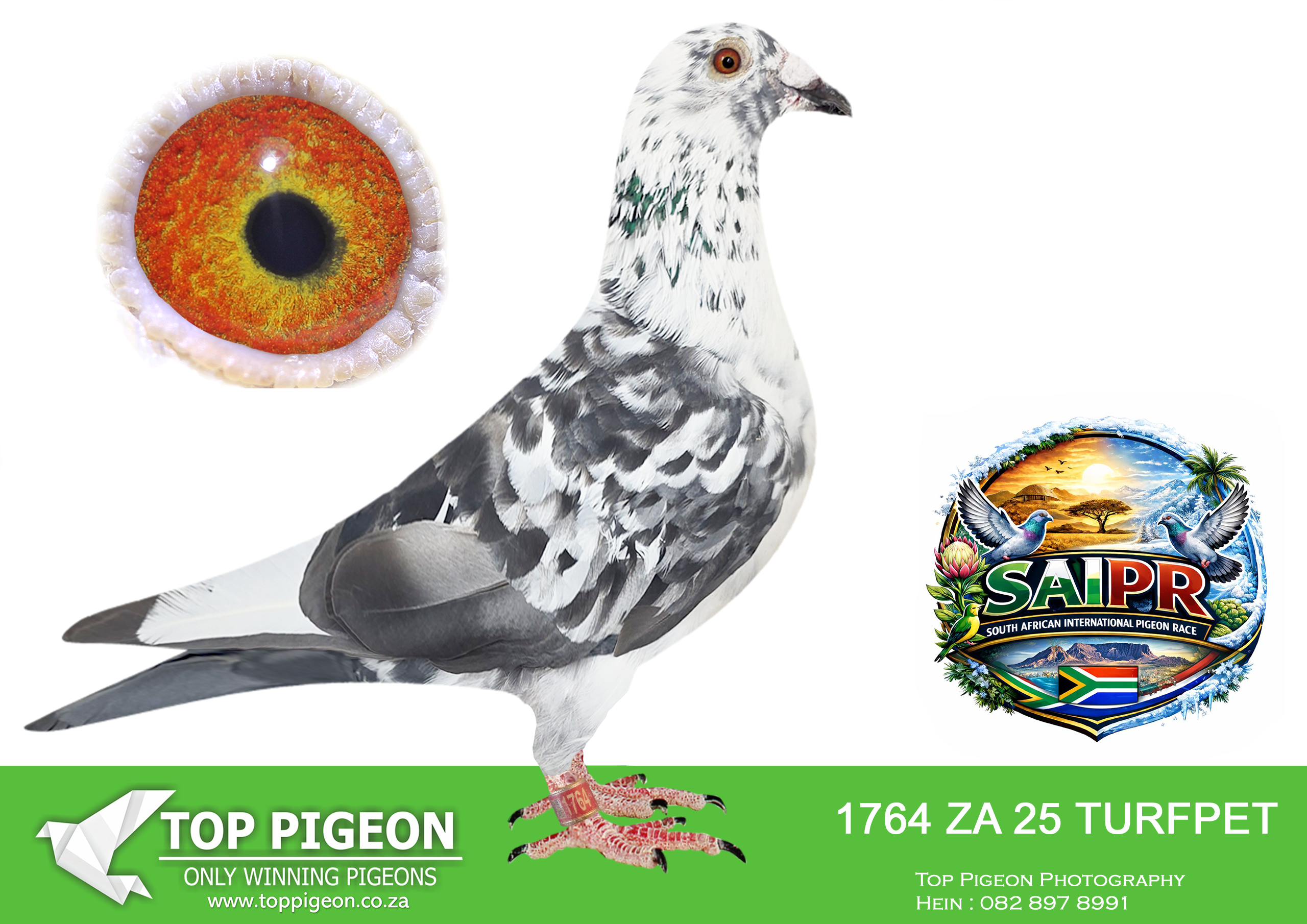 LOT 32 SAIPR SUMMER AUCTION 3 – Turfpet 2-TURFPET 1764 2025 –