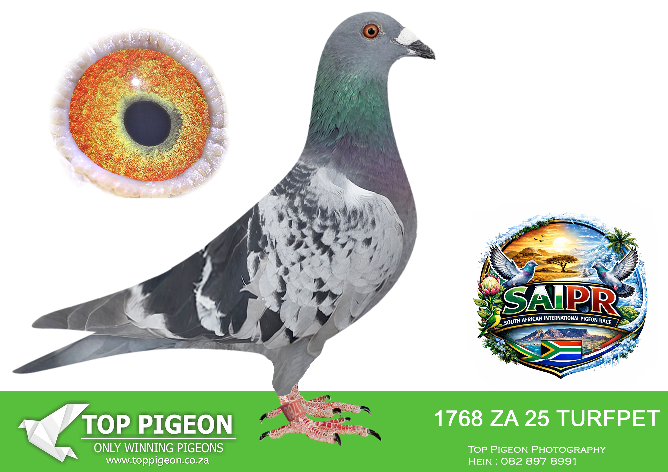 LOT 53 SAIPR SUMMER AUCTION 3 – Turfpet 2-Â TURFPET 1768 2025 –
