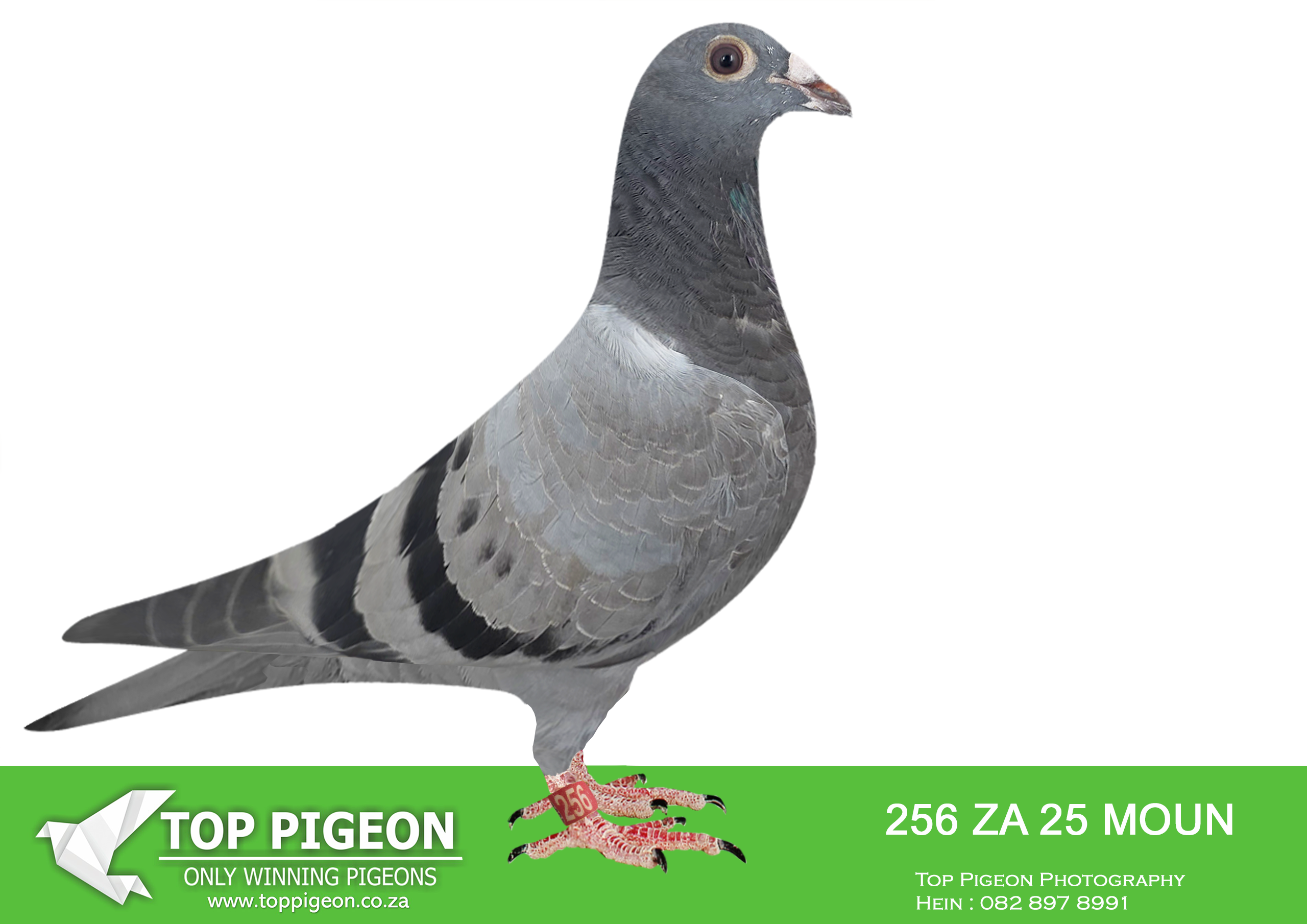 .LOT 2 FERDIE LUBBE “MOUNTAIN LOFTS” -ZA 25 MOUN 256 -SIRE:NL 23 9630891.Alias “NEW UNSEEN FORCES” Strain: BEST OF VAN DEN BULCK Color: BLUE BAR PIED NEW UNSEEN FORCES VERY UNIQUE SPECIAL BREEDING 11 X SUPER PAIR “GOEDE RODE” X “OLYMPIC ROSITA” IN HIS PEDIGREE.——–DAM:ZA 23 MOUN 828.Alias “ASCARI” Strain: MOUNTAIN LOFTS Color: MEALY “ASCARI” ZA23 MOUN 828 BRED FOR OUR OWN STOCK.SEE PEDIGREE!!!!