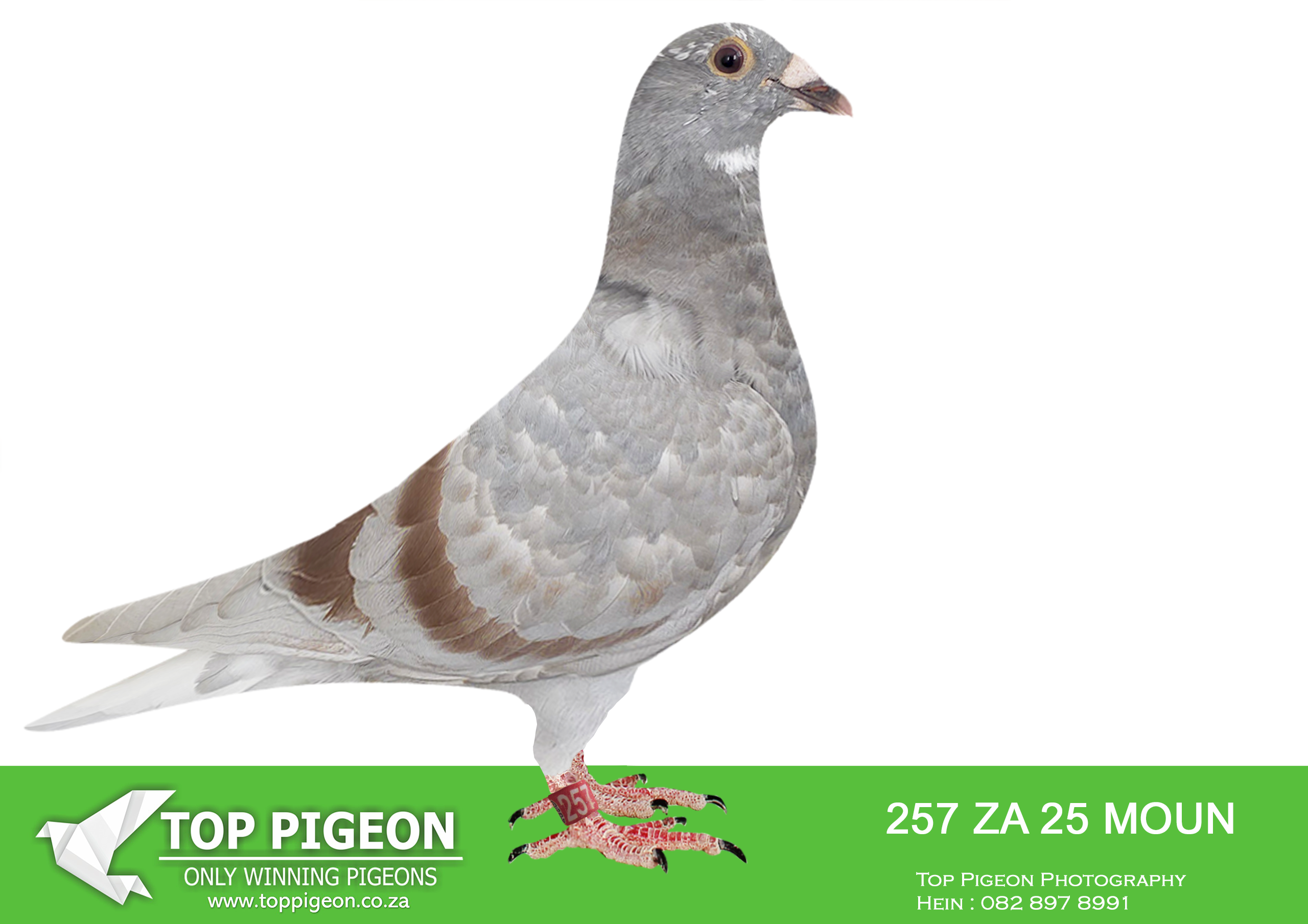 .LOT 8 FERDIE LUBBE “MOUNTAIN LOFTS” – ZA 25 MOUN 257 -SIRE:NL 23 9630891.Alias “NEW UNSEEN FORCES” Strain: BEST OF VAN DEN BULCK Color: BLUE BAR PIED NEW UNSEEN FORCES VERY UNIQUE SPECIAL BREEDING 11 X SUPER PAIR “GOEDE RODE” X “OLYMPIC ROSITA” IN HIS PEDIGREE.——–DAM:ZA 23 MOUN 828.Alias “ASCARI” Strain: MOUNTAIN LOFTS Color: MEALY “ASCARI” ZA23 MOUN 828 BRED FOR OUR OWN STOCK.SEE PEDIGREE!!!!