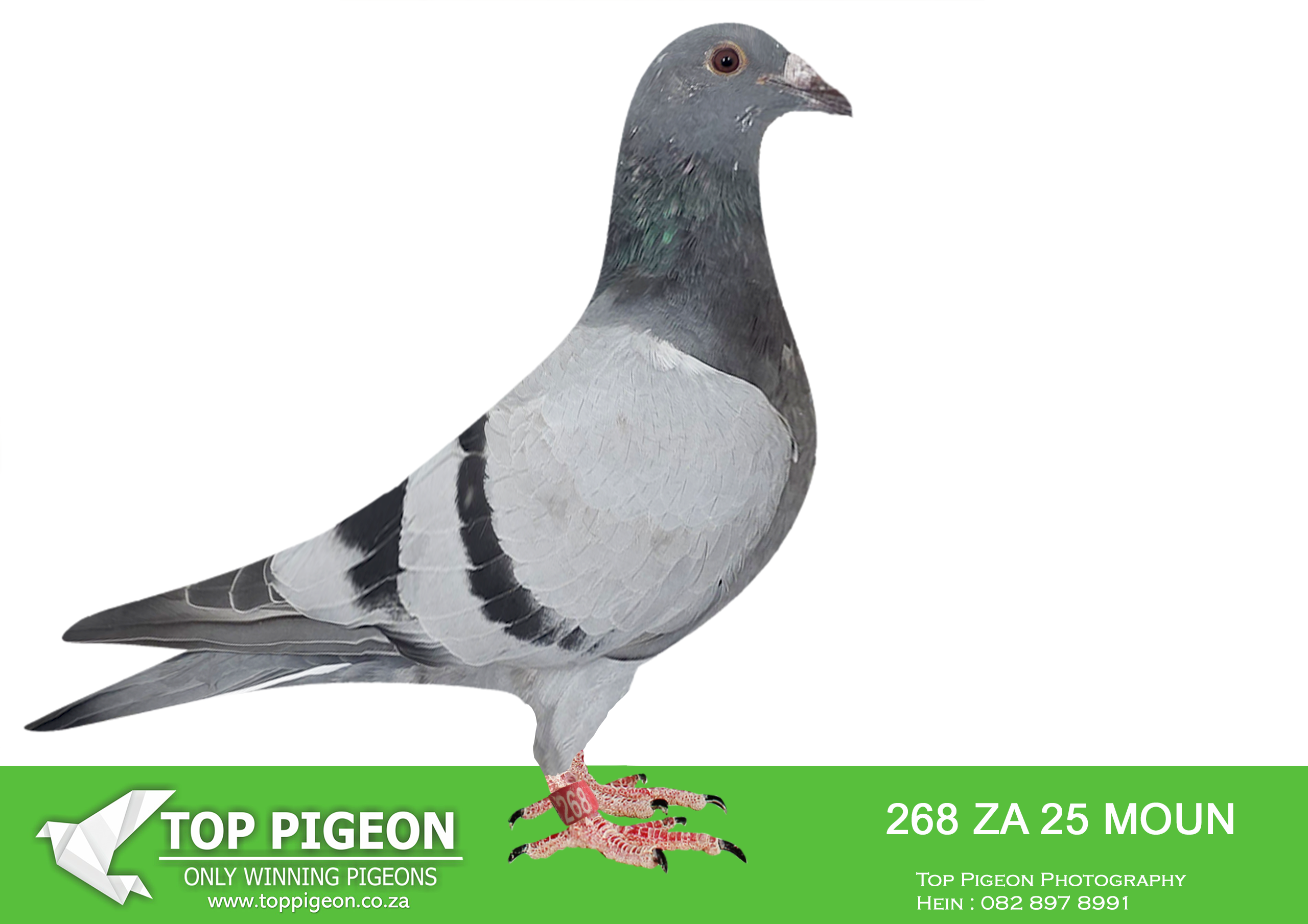 .LOT 6 FERDIE LUBBE “MOUNTAIN LOFTS” -ZA 25 MOUN 268 -SIRE:ZA 19 TRPF 18617 .Alias “MASTER JACK” Strain: FERDIE & PIETER LUBBE Color: BLUE BAR “MASTER JACK” ZA19 TRPF 18167 WE BRED HIM FOR TRFF R5000 RING SALES RACE WHICH THEY CANCEL SO I DECIDE TO PUT HIME TO STOCK AS HE WAS THE LAST BABY BRED FROM THE PAIR SOLD TO GYS LOUW FOR R100,000, THIS WAS A WISE DECISION AS HE TURNOUT TO BE A SUPER YOUNG BREEDER OF WINNERS AND CONISTENT TOP 10 RACERS —————DAM:ZA 18 MOUN 806 .Alias “MISS GAUTENG” Strain: MOUNTAIN LOFTS Color: BLUE BAR “MISS GAUTENG” ZA18 MOUN 806 ONE OF OUR TOP BREEDING HENS WITH VARIOUS COCKS 1ST CLUB, 1ST PTA-UNION, 1ST GAUTENG COMBINE TROMPSBURG 543KM 4322P AGAINST 500 + LOFTS 1ST CLUB, 1ST PTA-UNION 2Y.O TROMPSBURG 543KM 1415 P 7TH UNION WINBURG SPRINT336KM 535P.SEE PEDIGREE!!!!