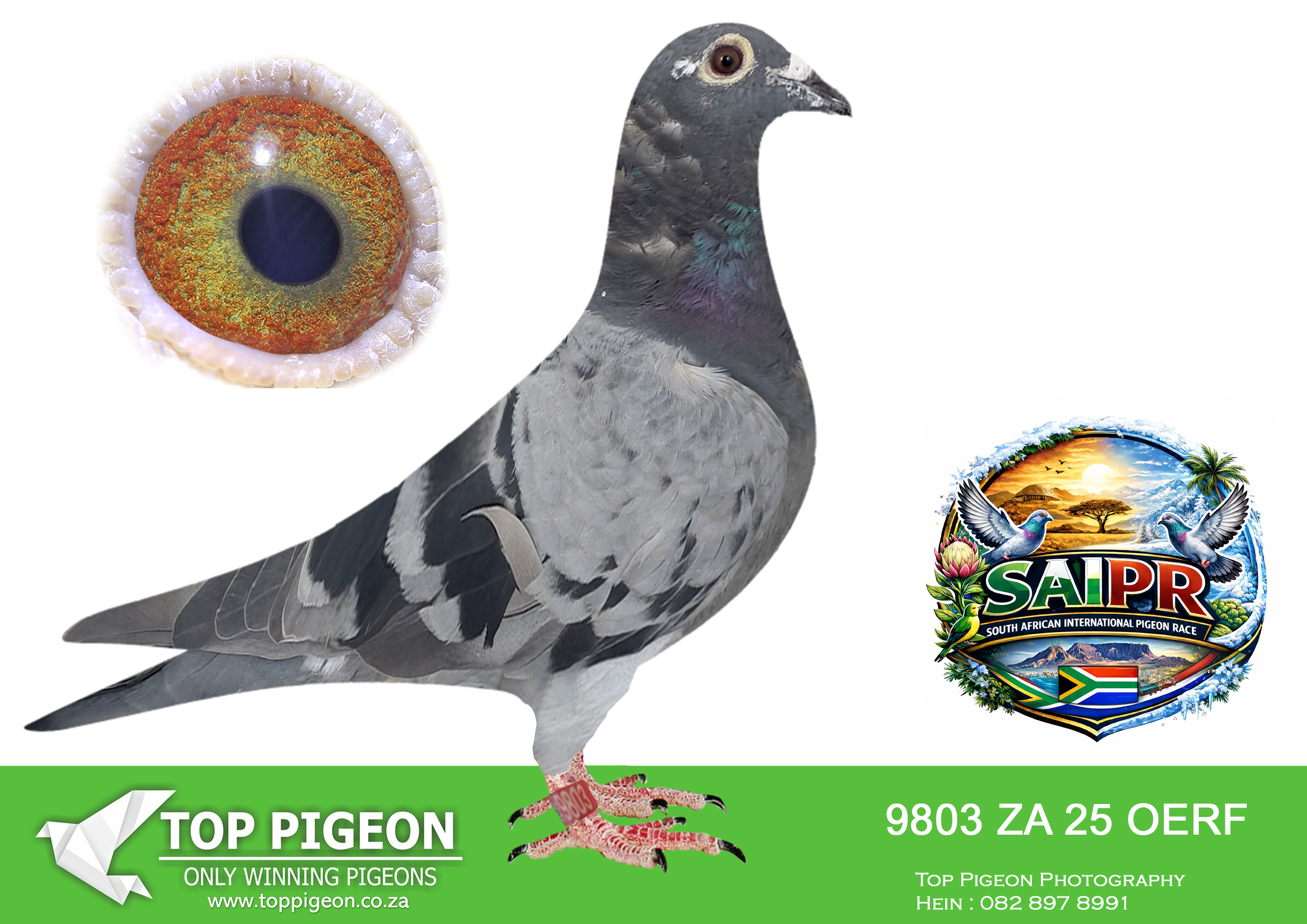 LOT 28 SAIPR SUMMER AUCTION 3 – R&R & Thone-OERF 9803 2025 –