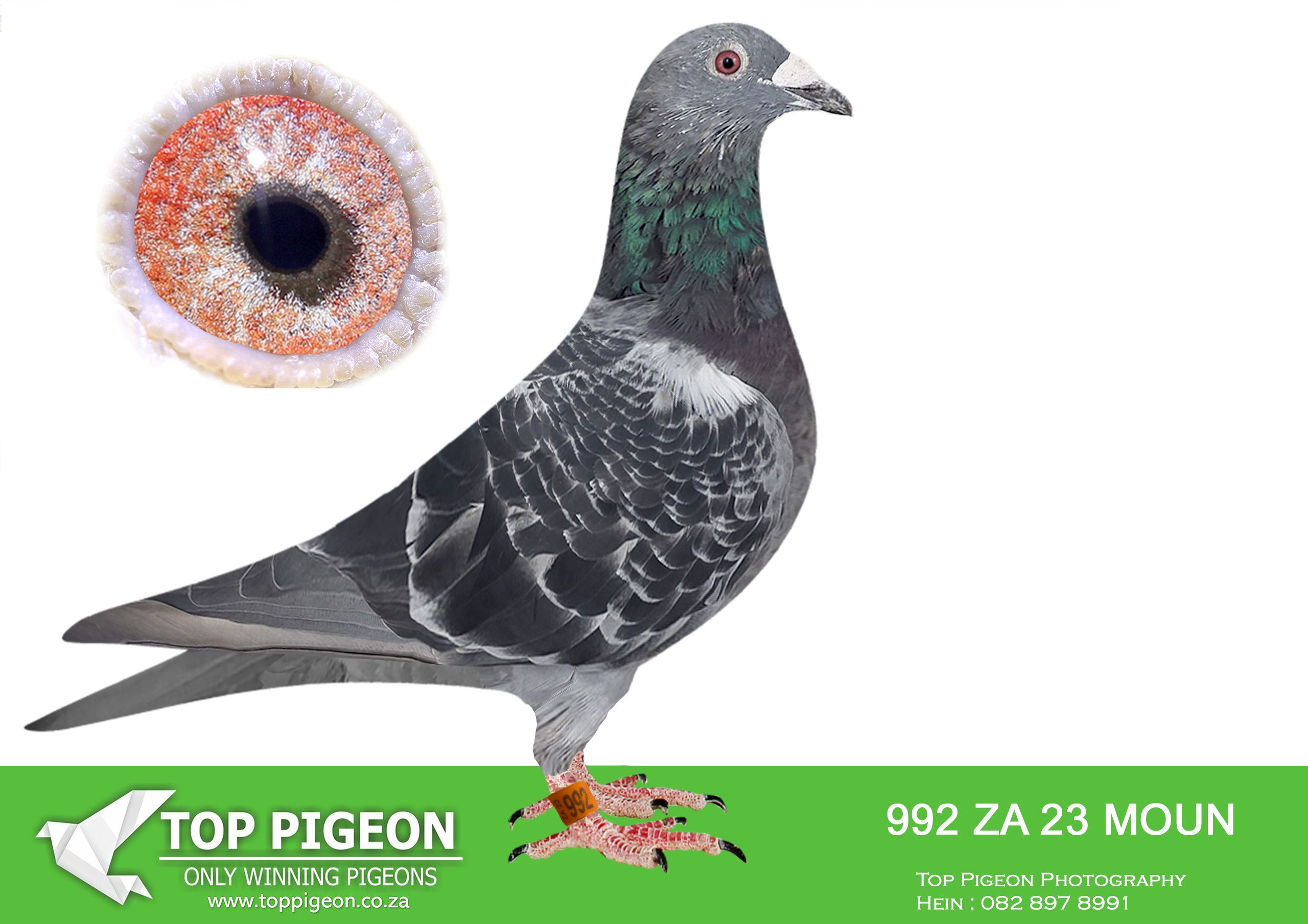 LOT 26 FERDIE LUBBE “MOUNTAIN LOFTS” – ZA 23 MOUN 992 -SIRE:ZA 23 MOUN 969 .Alias “THE PERFORMER” Strain: MOUNTAIN LOFTS Color: BLUE CHECK ”THE PERFORMER” ZA23 MOUN 969 SUPER RACER SCORED IN EVERY YB RACE WE ENTER HIM WEEK AFTER WEEK OUR BEST YB IN TPA 2024. SUPER COCK LIKE HIS FARTHER NEVER QUIT SIRE:”NOBLE LEGEND” ZA15 04615″ WINNER ONE OF OUR BEST RACERS 2016/17/18 11 X OUR 1ST BIRD HOME, HIS VERY.————–DAM:ZA 23 MOUN 1043 .Alias “THE GURU ARRIVE” Strain: MOUNTAIN LOFTS Color: BLUE BAR ”THE GURU ARRIVE” ZA23 MOUN 1043 SIRE:”TRUE IMAGE” ZA23 MOUN 435 PERFORMANCE -2024 1ST ACE ALLROUND TPA – 2024 1ST ACE OPEN SERIES TPA – 2024 1ST ACE WEST ROUTE TPA 10 WEEKS IN A ROW FROM 339KM TO 680KM – 2024 SIRE TO: 18TH FINAL AFRIKAPRO 601 KM 2025 SIRE TO: 3RD FINAL SAIPR 2025.SEE PEDIGREE!!!!