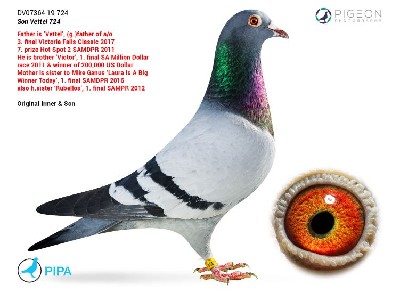 .LOT 3 FERDIE LUBBE “MOUNTAIN LOFTS” – DV 19 07364 724 -SIRE: “VETTEL” DV 11 0507 505 An elite Alfons Klaas bred cock and proven super breeder, “Vettel” is a cornerstone of top international bloodlines. Grand Sire to “KLAAS” – 3rd Final Victoria Falls (Winner $50,000) , Grand Sire to “CHACU” – 16th Final SAMDPR 2017 , Full Brother to “VICTOR” – 1st Final SAMDPR 2011 ($200,000 winner) , Full Brother to “Alfons Favorite” – sire of “Victoria” 2nd Ace Victoria Falls .Lineage Strength: Direct from the legendary Alfons Klaas strain Descends from champions like “Pantani” (multiple 650km winner vs 27,000 birds) Family consistently produces final race winners, ace pigeons, and top breeders 👉 A genetic powerhouse, responsible for producing winners at the highest level of One Loft racing worldwide.————–DAM: “SUN CITY’S TREASURE” AU 18 GFL 12 A top-class hen from the world-renowned Mike Ganus / GFL bloodline, bred specifically for SAMDPR success. Full Sister to “LAURA IS A BIG WINNER TODAY” 🥇 1st Final SAMDPR 2016 (15 min lead) 🏆 7th Grand Average – $170,000 earnings Half Sister to “RUBBELLOS” 🥇 1st Final SAMDPR 2012 Family Highlights: From “SUNCITY” – sire of multiple SAMDPR final winners Line includes “Untamed Desert” – 1st Final SAMDPR 2012 Direct connection to Ganus foundation champions 👉 A proven winning family hen, packed with explosive One Loft genetics and consistency.SEE PEDIGREE!!!!