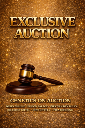 ACTIVE AUCTION - EXCLUSIVE AUCTION - FROM 26 MARCH TO SUNDAY 29 MARCH 2026 (ENDING FROM 14:00)