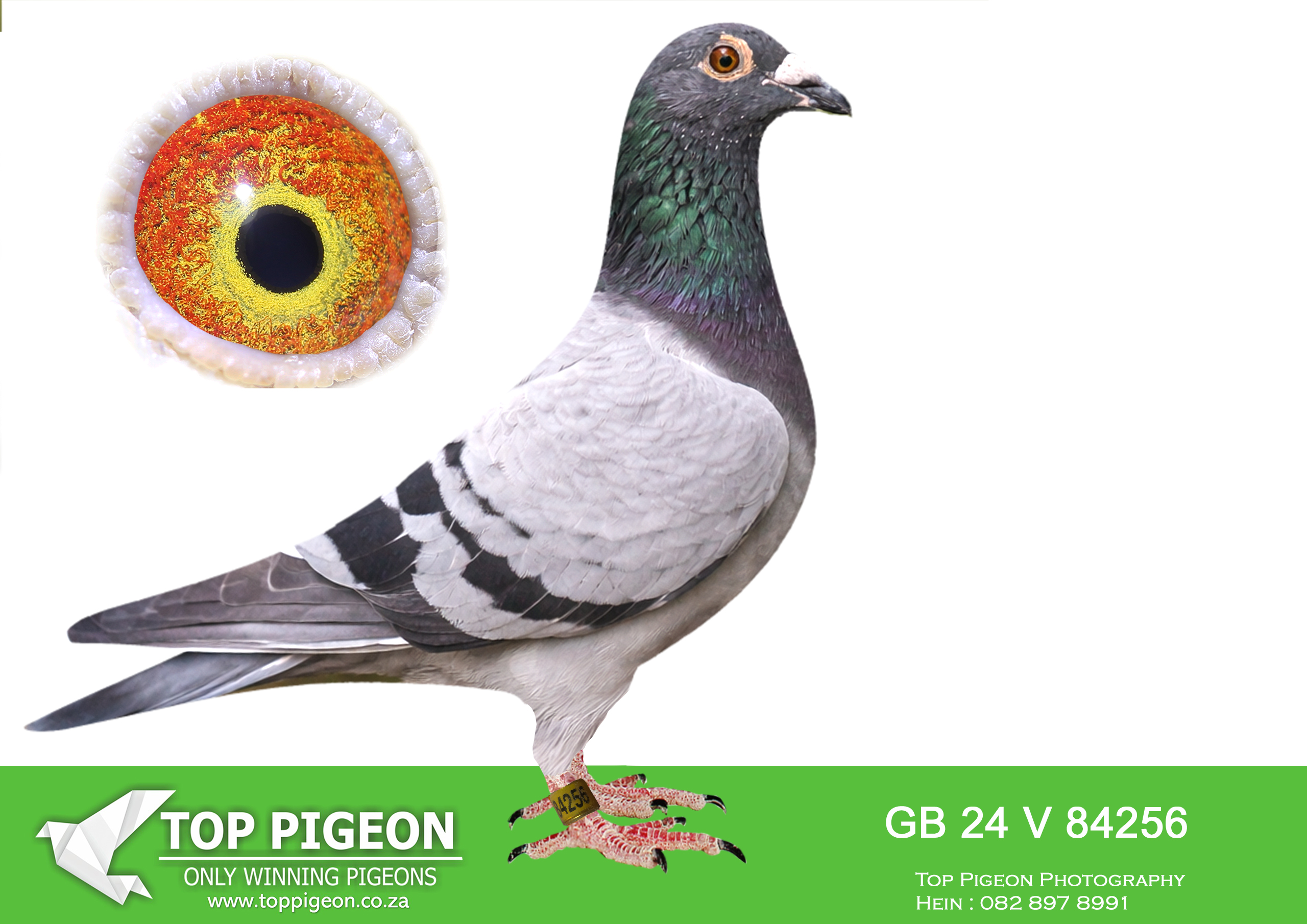 .LOT 1 EXCLUSIVE AUCTION – GB 24 V 84256 – “TREVOR” – Bred by Derek Walsh Exceptional son of Explosion, bred from the top breeders of Derek out of all the golden lines of Dirk Van Den Bulck, namely Greipel, brother Goede Rode, Golden Leo 40 000 and Rosita, crossed with the world famous lines of Trevor’s Lass – a phenomenal pigeon in the UK.———–SIRE: GB B-22-93743 – “EXPLOSION” (Derek Walsh) A top-class breeding cock, directly from the very best Dirk Van den Bulck bloodlines, and a direct son of the world-renowned DYNAMIC GREIPEL. He is already proving himself as a fantastic breeder, with offspring achieving outstanding results including: 🥇 1st Federation (multiple times up to 3,212 birds) 🥇 1st Fed Ace Bird 2020 🥈 & 🥉 Federation and INFC top positions against strong competition Consistent high placements across large entries On the dam side, he is out of CHANTEL, herself a proven breeder responsible for multiple top Federation positions. 👉 This cock represents pure performance genetics, combining Greipel / Van den Bulck speed with proven race-winning consistency.—————-DAM: GB V-22-79179 – “BEST LASS” (Derek Walsh) An exceptional hen, bred from elite Heremans-Ceusters “DI CAPRIO” bloodlines, known worldwide for producing champions. She is an amazing granddaughter of SUPER DI CAPRIO, one of the most influential breeding lines in modern pigeon racing, responsible for: 🥇 Multiple 1st Federation wins (3,000+ birds) 🥇 1st INFC positions 🥈 & 🥉 National and Federation results Consistent ACE pigeon producing family Her dam line includes TREVOR’S LASS, a phenomenal breeder, responsible for: 🥇 1st National (11,055 birds) 🥇 1st Federation (multiple times) 🥈 2nd Open NFC & INFC top results 👉 This hen is packed with world-class winning genes, combining Di Caprio excellence with proven National-level breeding strength.SEE PEDIGREE!!!!