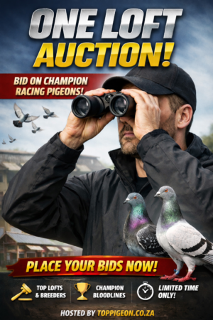 ACTIVE AUCTION - ONE LOFT AUCTION - FROM 10 MARCH TO WEDNESDAY 11 MARCH 2026 (ENDING FROM 20:15)