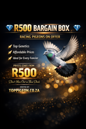ACTIVE AUCTION - R500 BARGAIN BOX - FROM 30 MARCH TO WEDNESDAY 1 APRIL 2026 (ENDING FROM 20:30)
