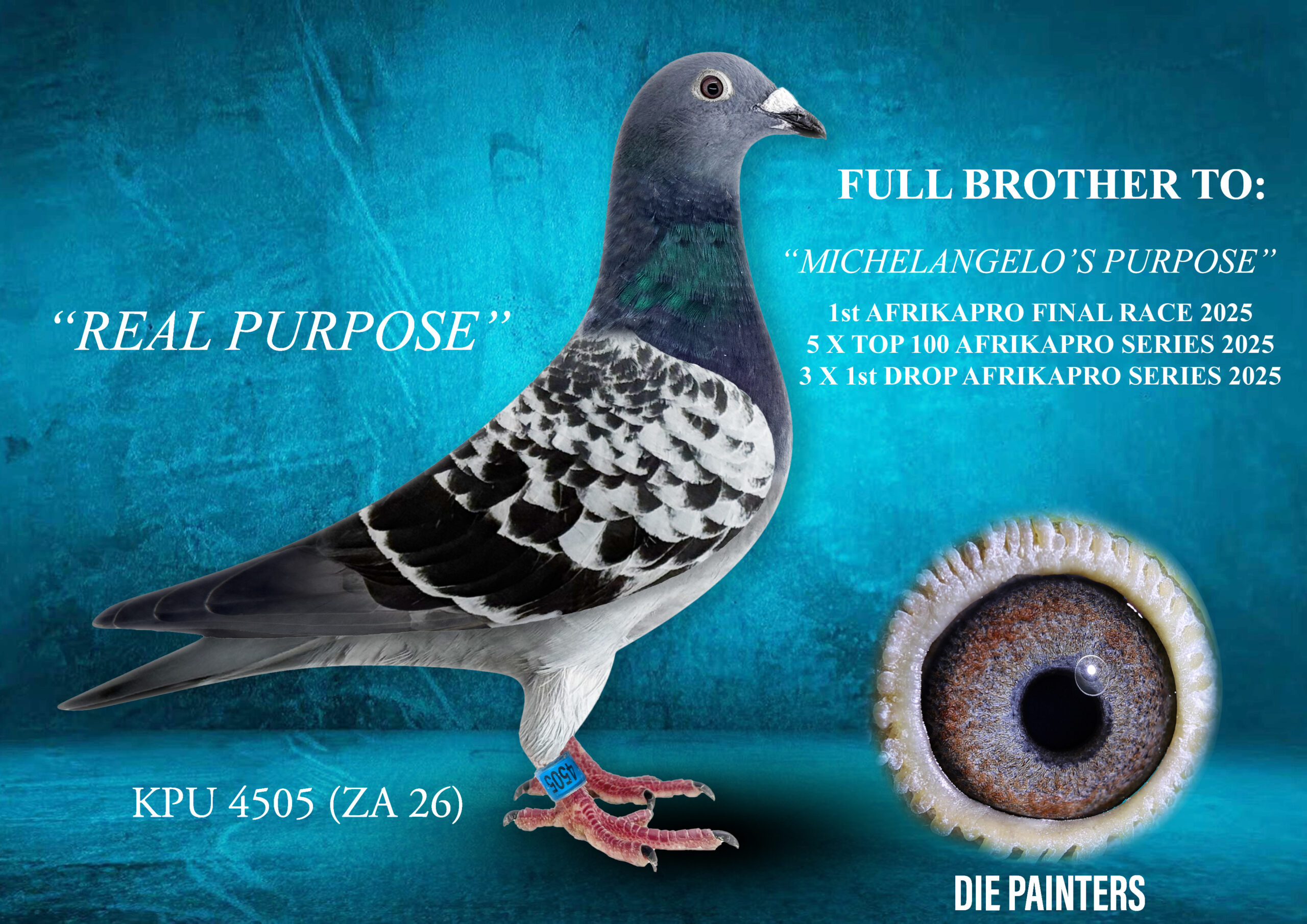 .LOT 1 DIE PAINTERS PREMIER AUCTION 2026 – ZA 26 KPU 4505 – “REAL PURPOSE” Cock Painter NG CH Full brother of our 1st place Final Afrikapro 2025!!! Direct son of “DUAL PURPOSE” who is our SANPO SILVER MEDAL SHORT DISTANCE Winner and father to 1st National Ace Pigeon Short Distance 2024. “DUAL PURPOSE” is also father to “SIMON’S PURPOSE” the 5th place Green Jacket Winner Afrikapro 2024. “DUAL PURPOSE” is also father to 14 individual winners and grandfather to more than 40 winners. Mother is “WHENNY” direct daughter of MIRACLE BREEDER “BLUE WHIP” when mated to MIRACLE RACER “JENNY” “WHENNY” is mother to “WHIPROOIJ” 2 X equal first Race Winner at Afrikapro 2023. He was 3rd Race 7 and 2nd Race 12 with less than 3 seconds on both occasions.SEE PEDIGREE!!!!