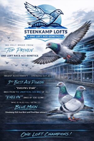 ACTIVE AUCTION - STEENKAMP LOFTS - FROM 5 MARCH TO SUNDAY 8 MARCH 2026 (ENDING FROM 14:30)