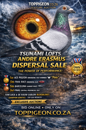 UPCOMING AUCTION - ANDRE ERASMUS "TSUNAMI LOFTS"