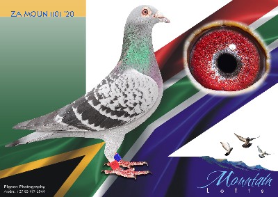 .LOT 5 FERDIE LUBBE “MOUNTAIN LOFTS” – ZA 20 MOUN 1101 -“RING OF FIRE” ZA20 MOUN 1101 DOUBLE WINNER, PTA-UNION BOTH WINS OVER 600KM. BRED WINNERS————- `WINNERS SISTER TO 17 INDIVIDUAL WINNERS————-SIRE: ZA 13 03402. Alias “MASTER PIECE” Strain: FERDIE & PIETER LUBBE Color: BLUE CHECK ”MASTER PIECE” ZA13 03402 SIRE OF 15 WINNERS JOINTLY WINNING 20 RACES GRANDSIRE ZA17 24542 GAUTENG COMBINE WINNER FROM JAMESTOWM 621KM 5000+ PIGEONS ( 4 X WINNER). GRANDSIRE ZA18 MOUN 806 GAUTENG COMBINE WINNER FROM TROMPSBURG 543KM 4500+ PIGEONS 3RD ACE NATIONAL SANPO BRONZE.———-DAM: ZA 14 19730. Alias “FUTURE STAR” Strain: DU PREEZ & DEETLEFTS Color: BLUE CHECK “FUTURE STAR” ZA14 19730 WINNER DINOKENG HOT SPOT 2014 DAM TO SEVERAL WINNERS DAM TO: ZA18 MOUN 837 1ST ACE PTACOMBINE LONGDISTANCE 2019: SIRE:”CHRIS” ZA 06 9941 3RD COMBINE AND MANY OTHER POSITIONS SIRE TO 5 WINNERS TWO 3 X WINNRS.SEE PEDIGREE!!!