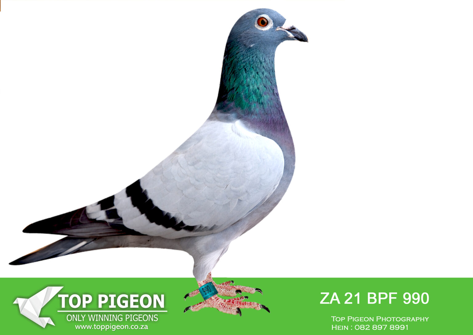 .LOT 5 R.A.M ANNANDALE – ZA 21 BPF 990 – BBAR HEN – **SUPER EXCLUSIVE ...