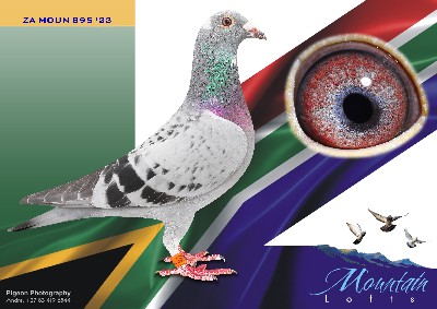 .LOT 7 FERDIE LUBBE “MOUNTAIN LOFTS” – ZA 23 MOUN 895 -“4 X BEST KITTEL” ZA23 MOUN 895 ” BRED FOR OUR OWN STOCK FROM THE BEST AVAILABLE “BEST KITTEL GENETIC’S HIE SIRE IS ALREADY ONE OF OUR TOP SPRINT BREEDES. NICE HANDLER VERY STRONG BALANCED AND A COCK WITH FIGHTING SPIRIT. HE WIL BECOME ONE OF OUR FUTURE KEY BREEDERS——–SIRE:BELG 20 4186906.Alias “BEST KITTEL 906″ Strain: BEST KITTEL Color: BLUE CHECK ” BEST KITTTEL 906″ BELG20 41869006 TWO NESEMATE BABIES BRED FOR AFRIKAPRO 2024 WAS 1ST & 2ND AVERAGE ON ALL TRAINING RACE BEFORE RACE 1 THEY WENT ALLL THE WAY THROUGH AND COMPLETE A VERY DIFFICULT FINAL. GRAND SIRE 1ST ACE YOUNGBIRDFOR JACO FOURIE IN KEMPTONPARK KLUB BRED BY PIPA————–DAM:ZA 22 NOVP 0245 .Alias “INBRED BEST KITTEL” Strain: BEST KITTEL Color: BLUE CHECK PIED BRED FOR STOCK BY ACES RACING PIGEONS.SEE PEDIGREE!!!!